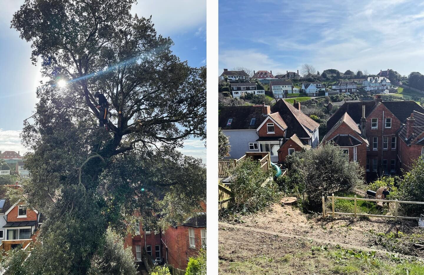 Spot the difference 🌳🫣 Tackling this Holm Oak wasn&rsquo;t exactly a walk in the park. But as always, we get it done with efficiency. Nothing is a problem at @leafitout_exterior