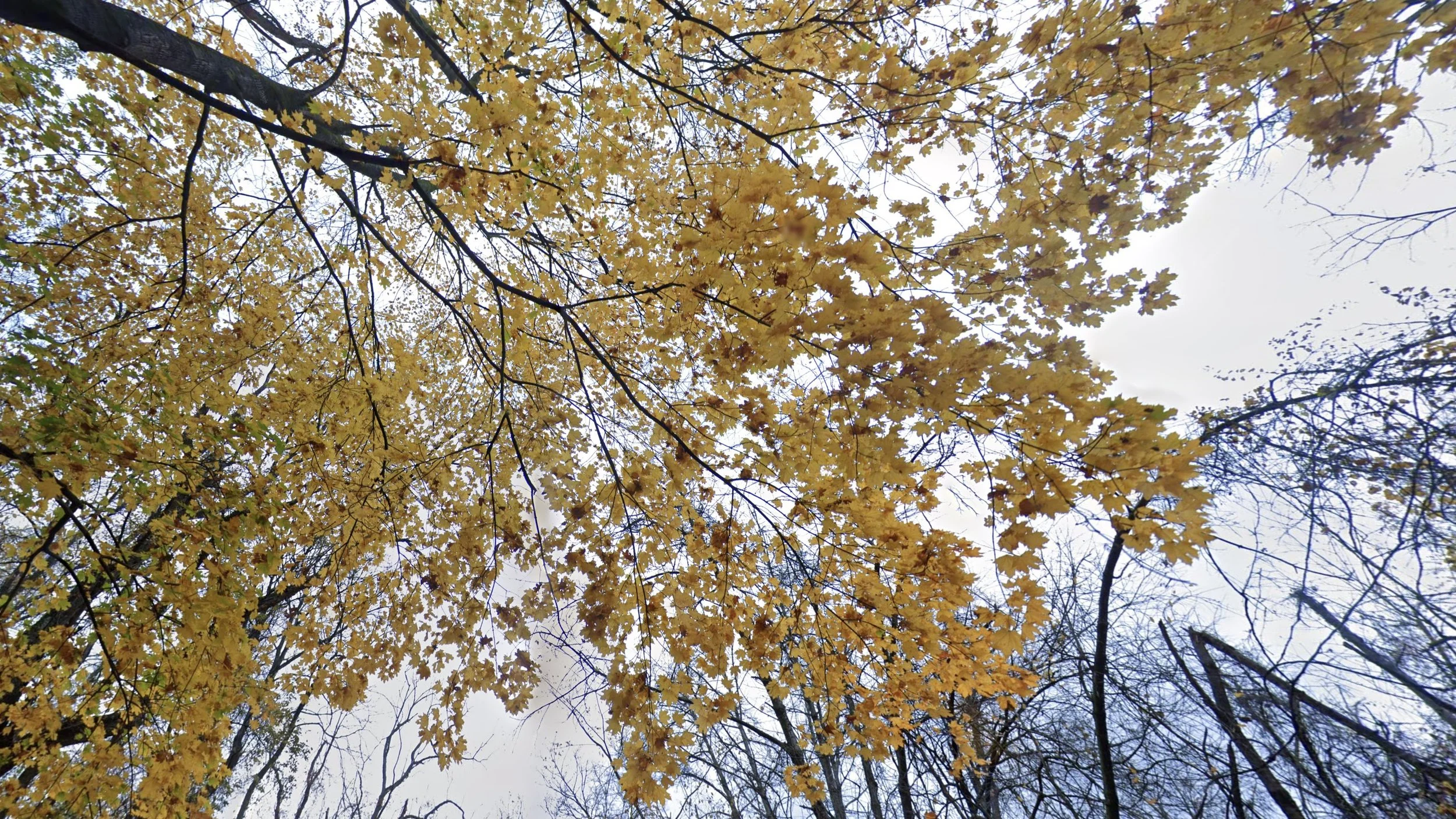 041 - 776 Tank Rd - Google Maps(1).jpeg