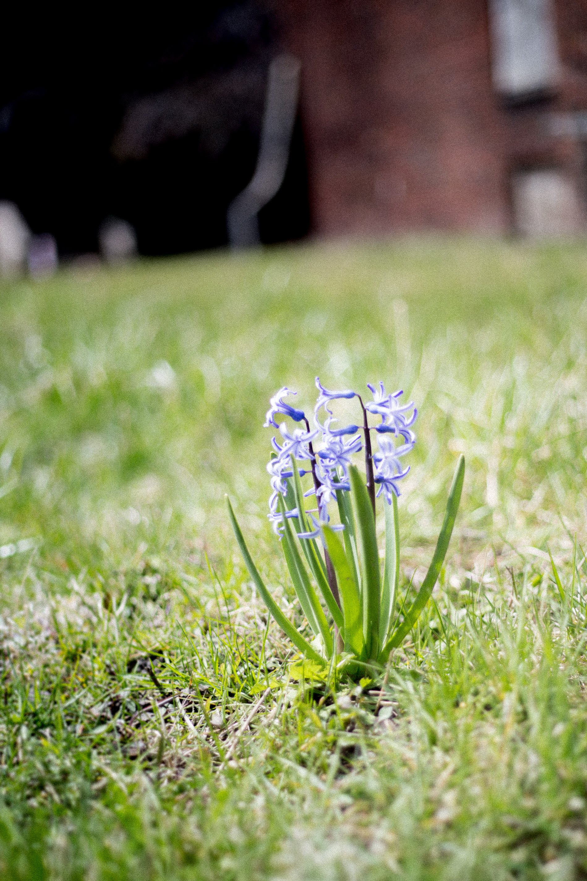 ghost-of-gardens-past-blog-post-7-of-14_26409577816_o.jpg