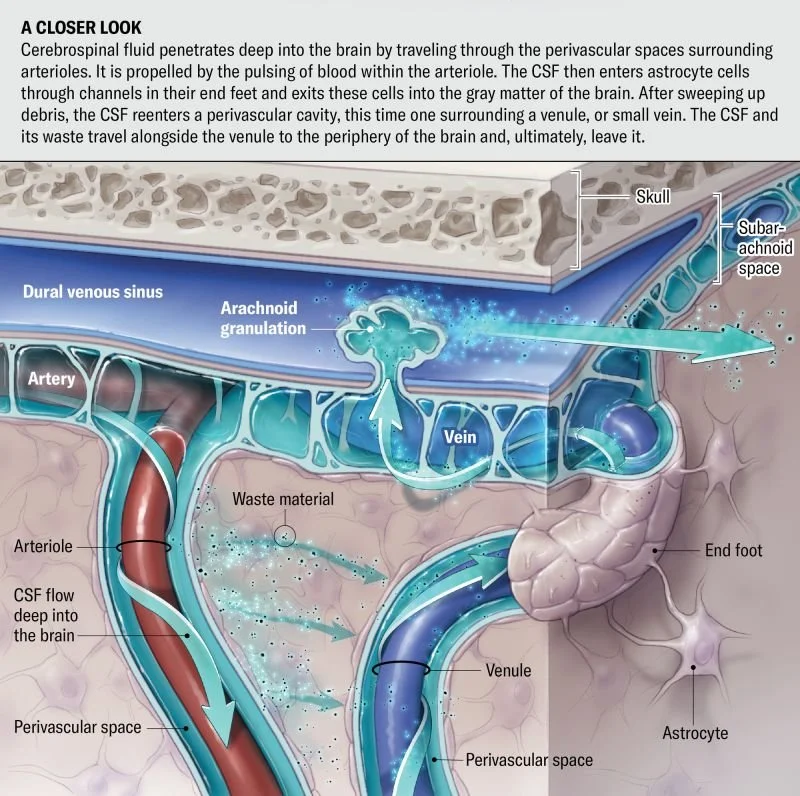 Connection between poor-quality sleep and a heightened risk of dementia.