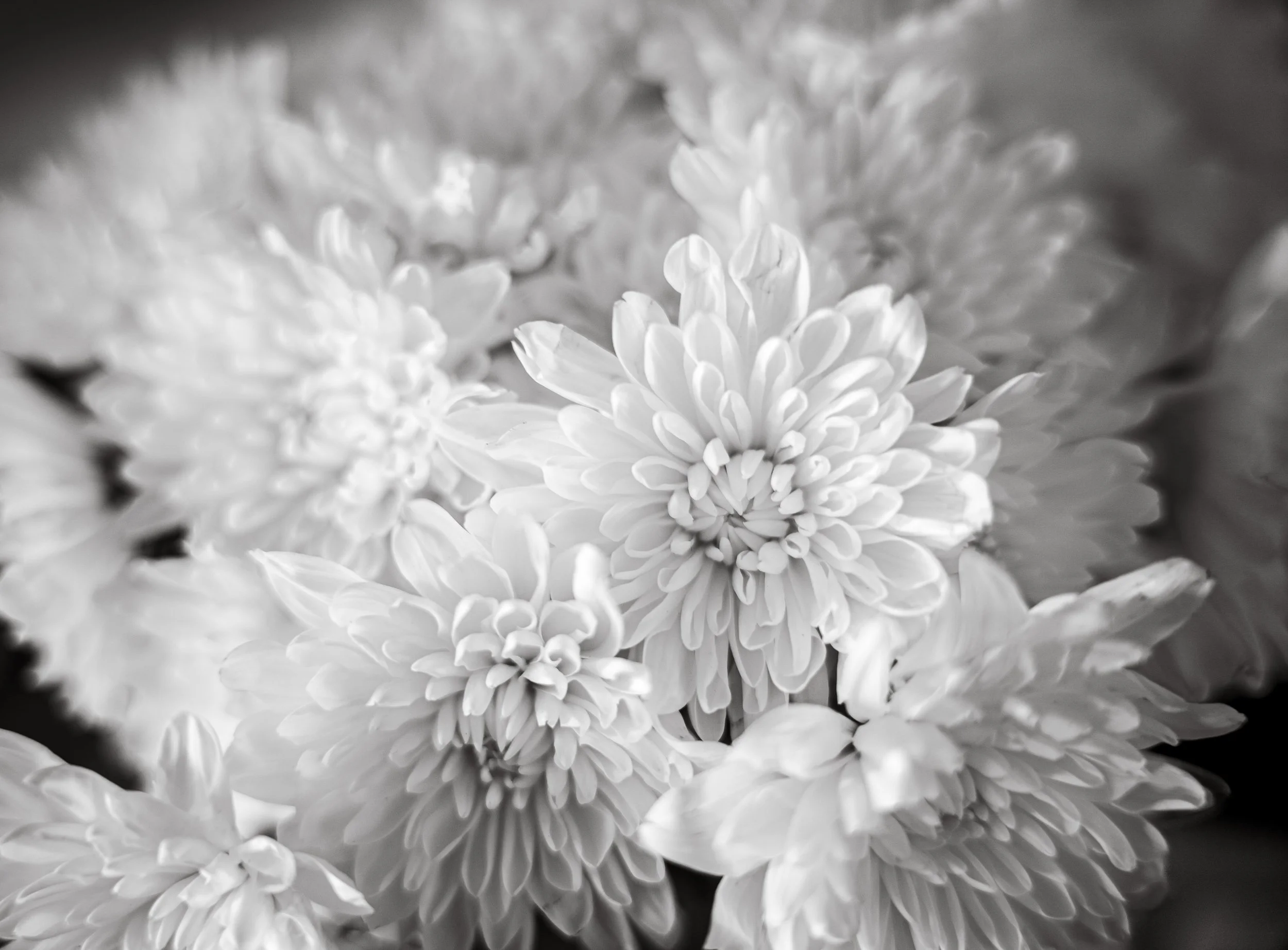 BnW Flowers
