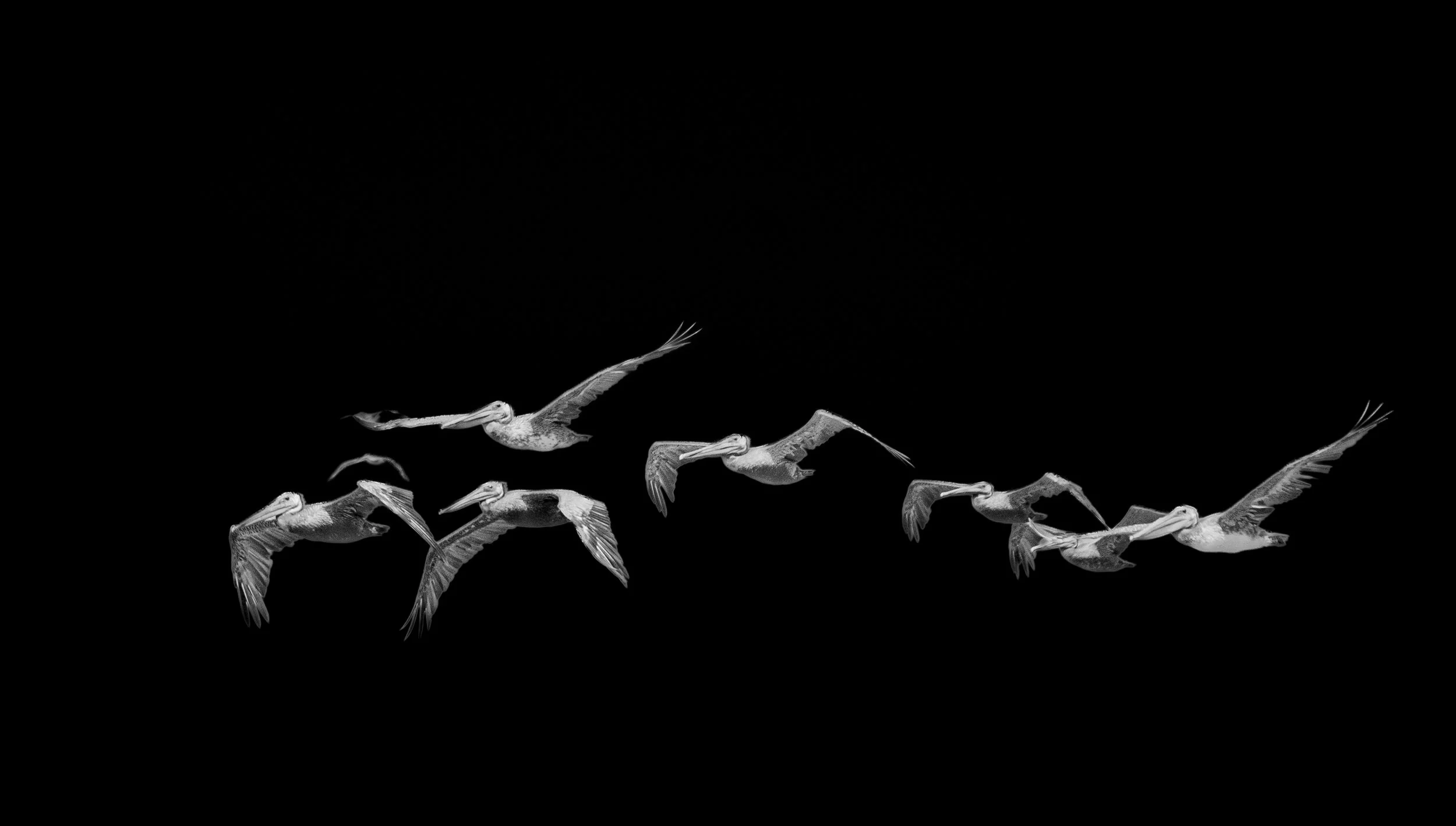 Pelicans in Flight