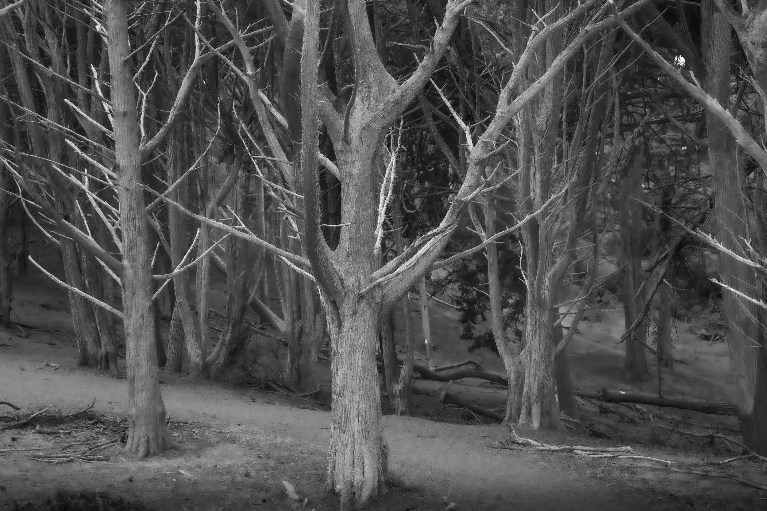Ghost Trees