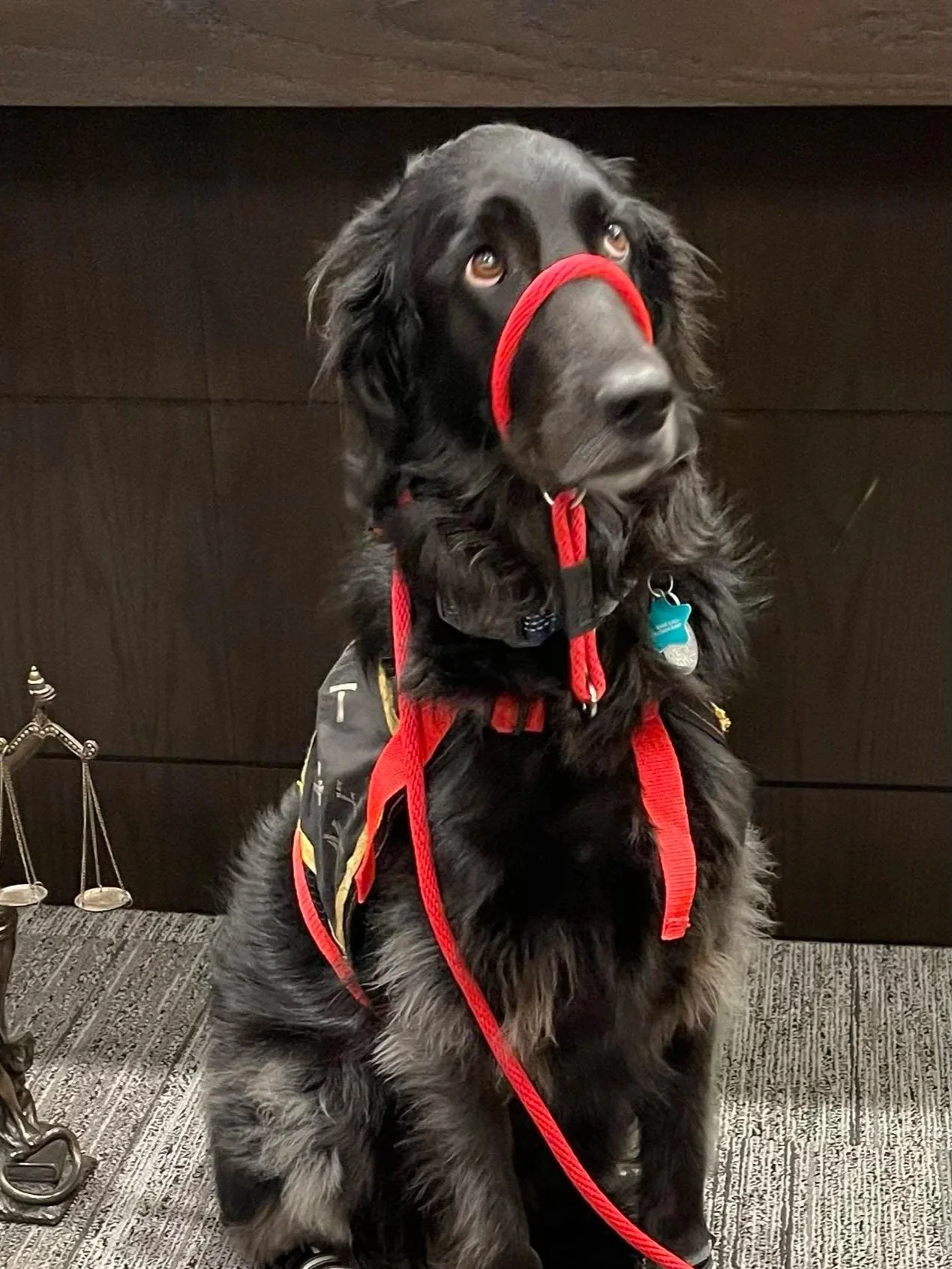 Nova