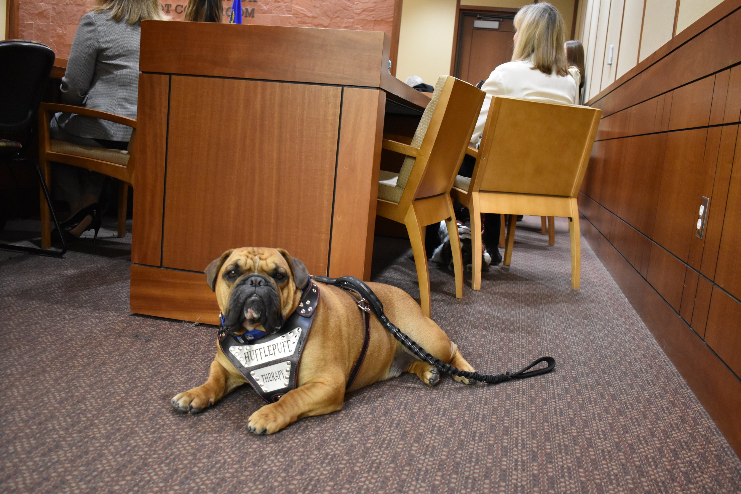 Courtroom Critters