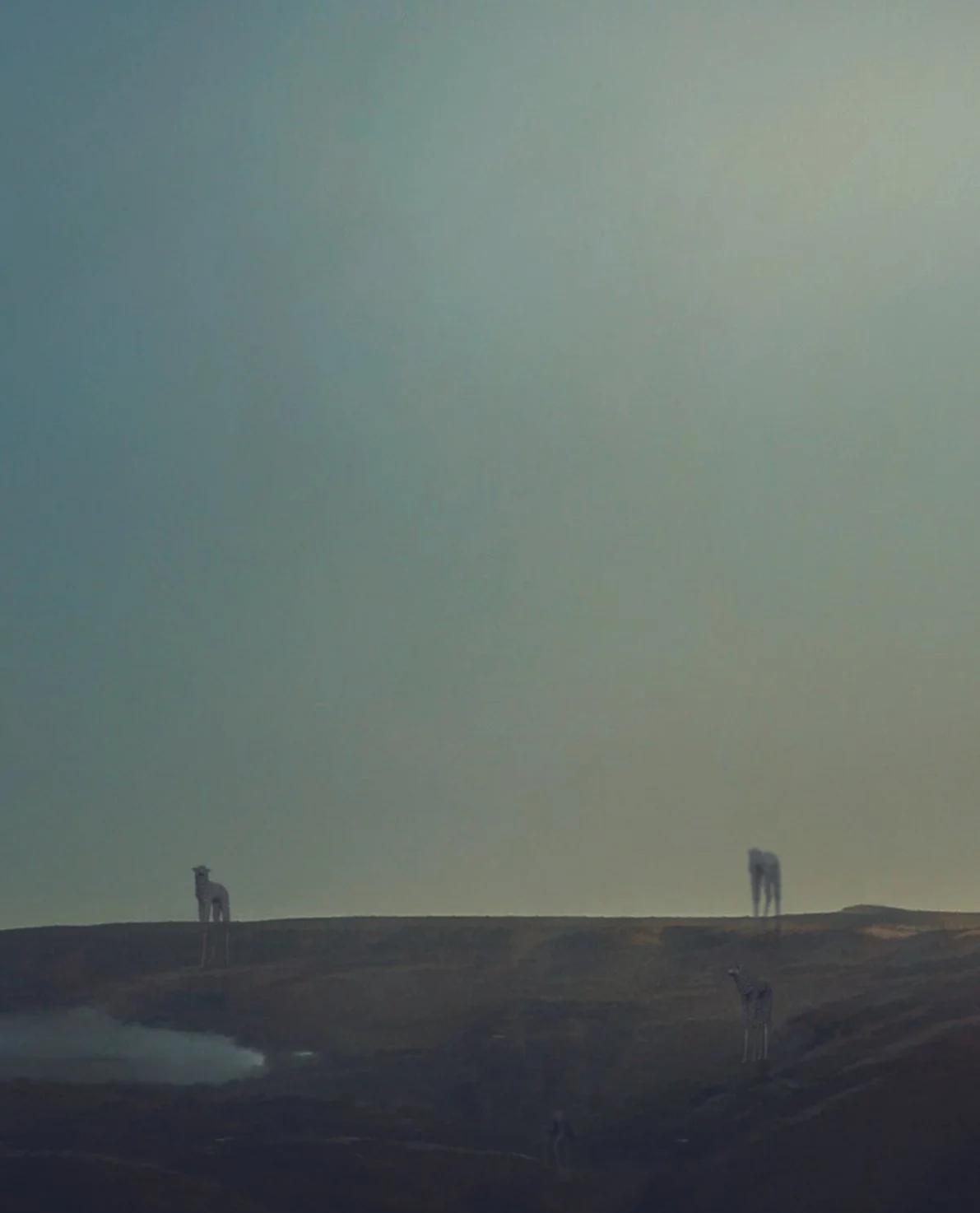 Wandering In Wilderness # 5,
42 x 52 cm,
print on paper