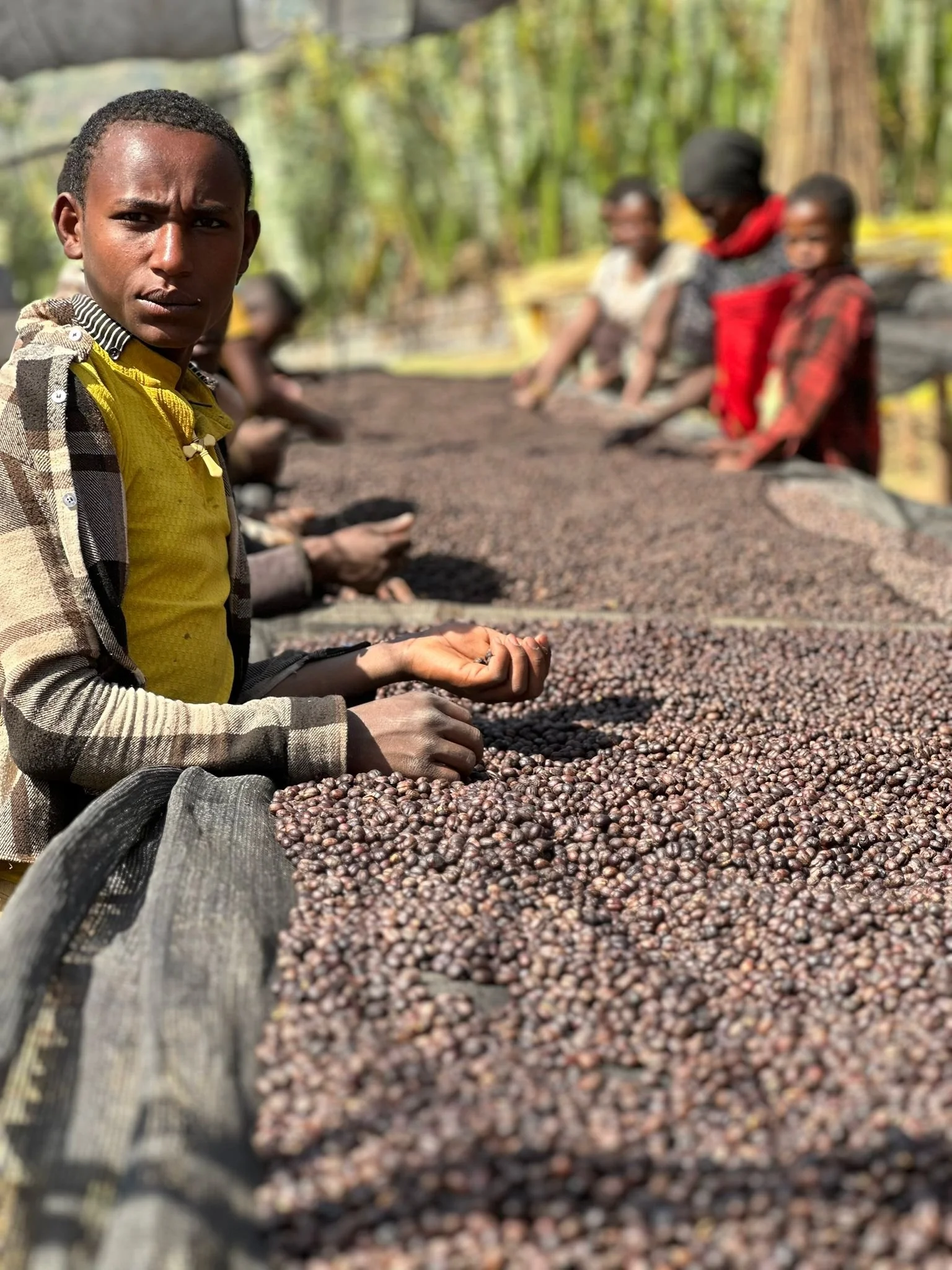 Bekele's farm in Kokose.jpeg