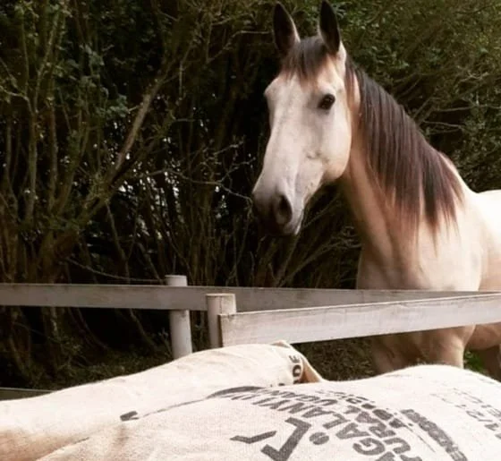 clan-roastery-white-horse-coffee