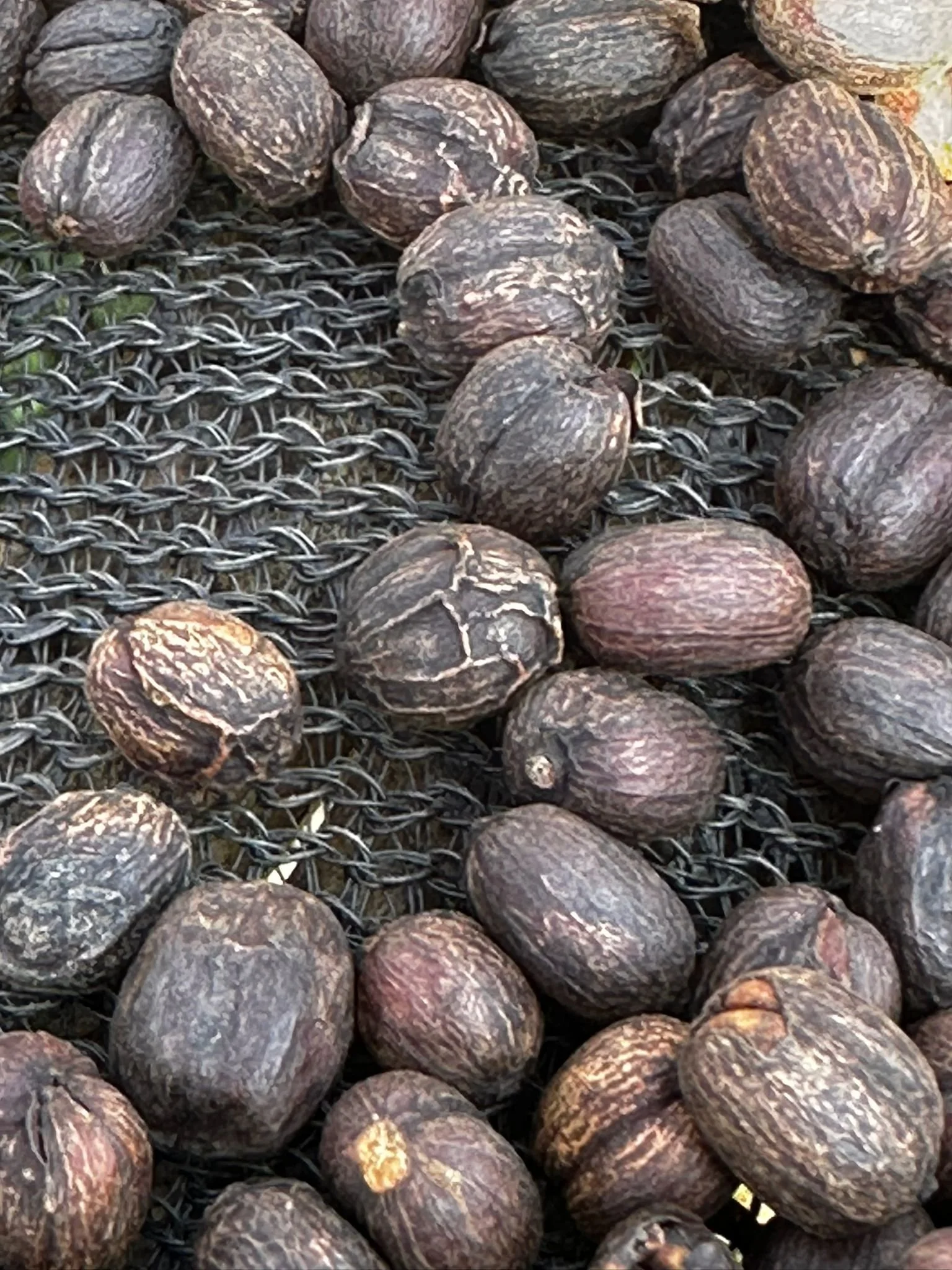 dry(ing) cherries.jpeg