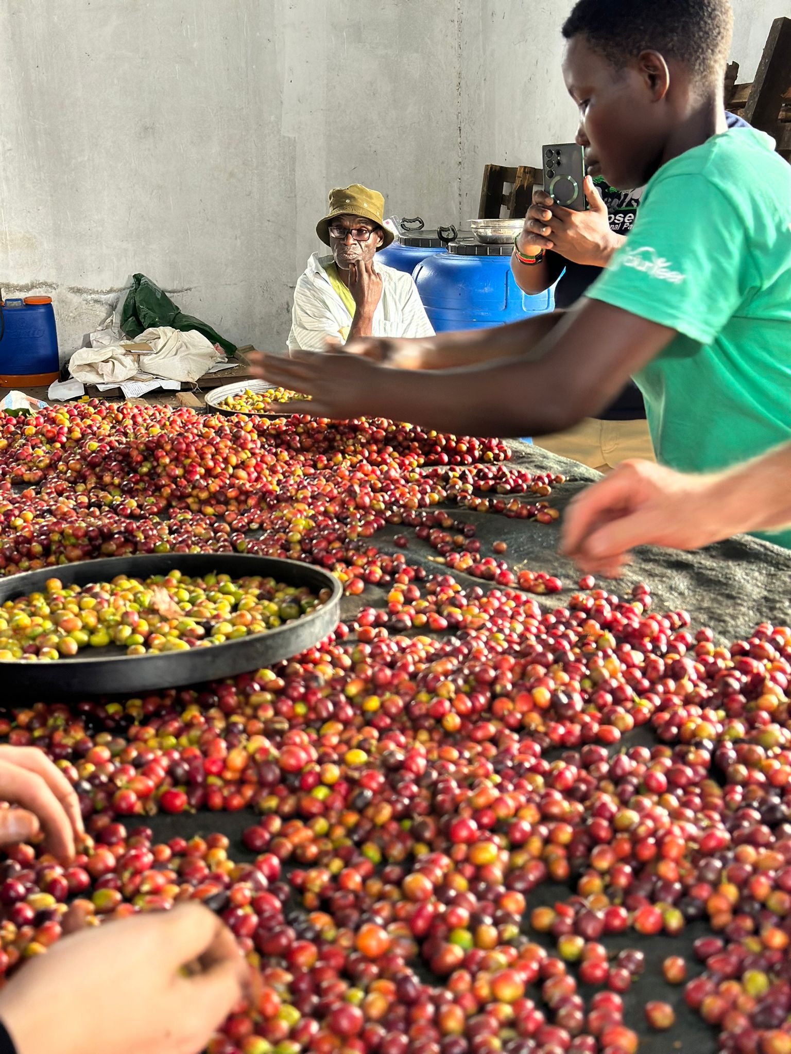 Kenya Rongo Ab washed