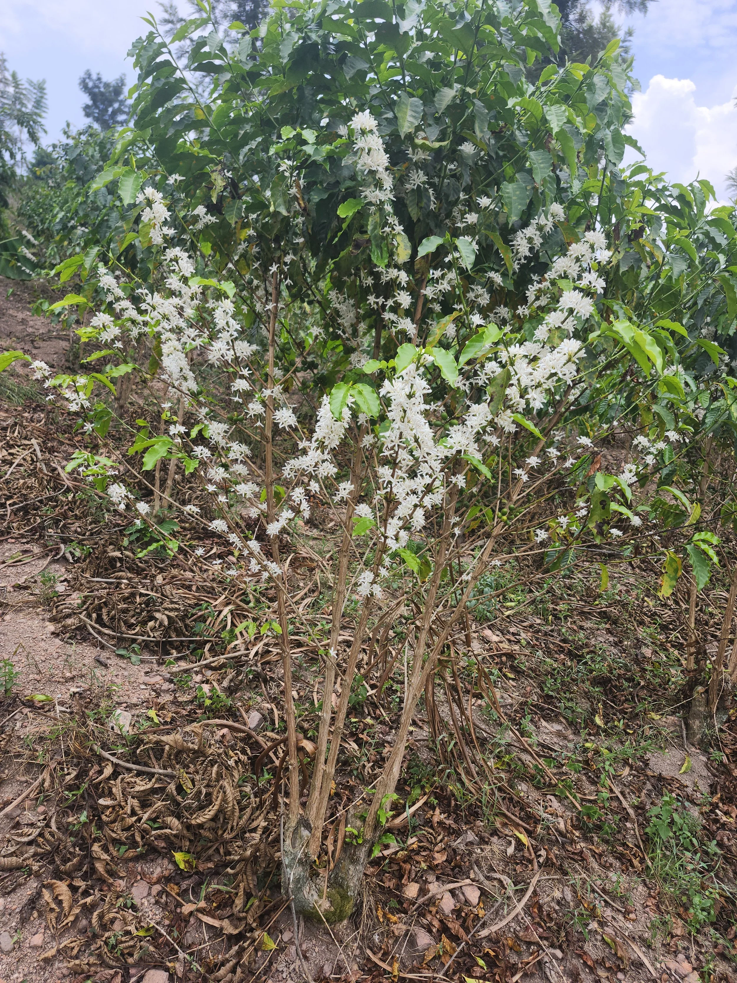 20250311_114301.jpg (Copy)