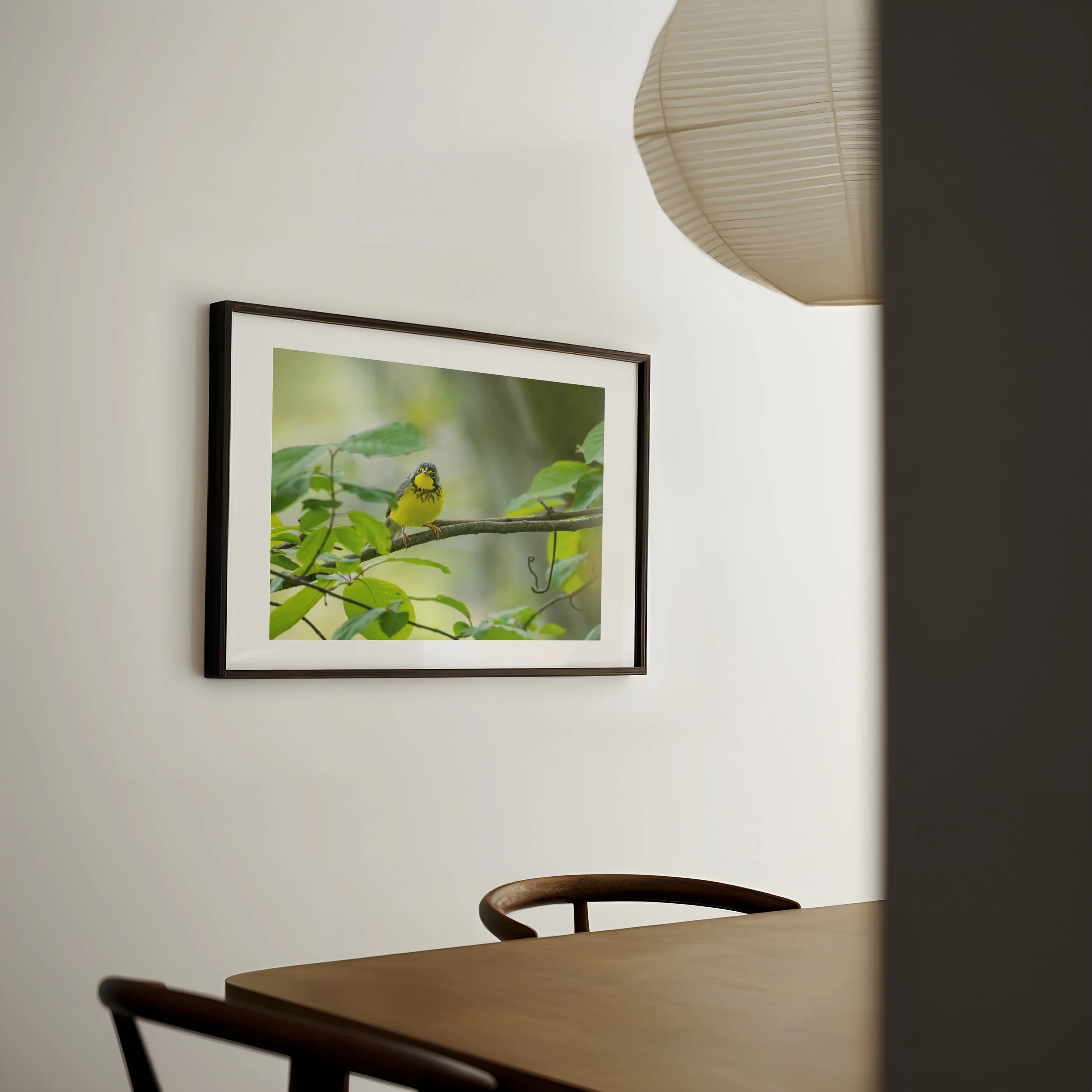 Canada-Warbler-on-branch_DIN-A-horizontal-japandi-dining-0451 - SingleSmartObject.jpg
