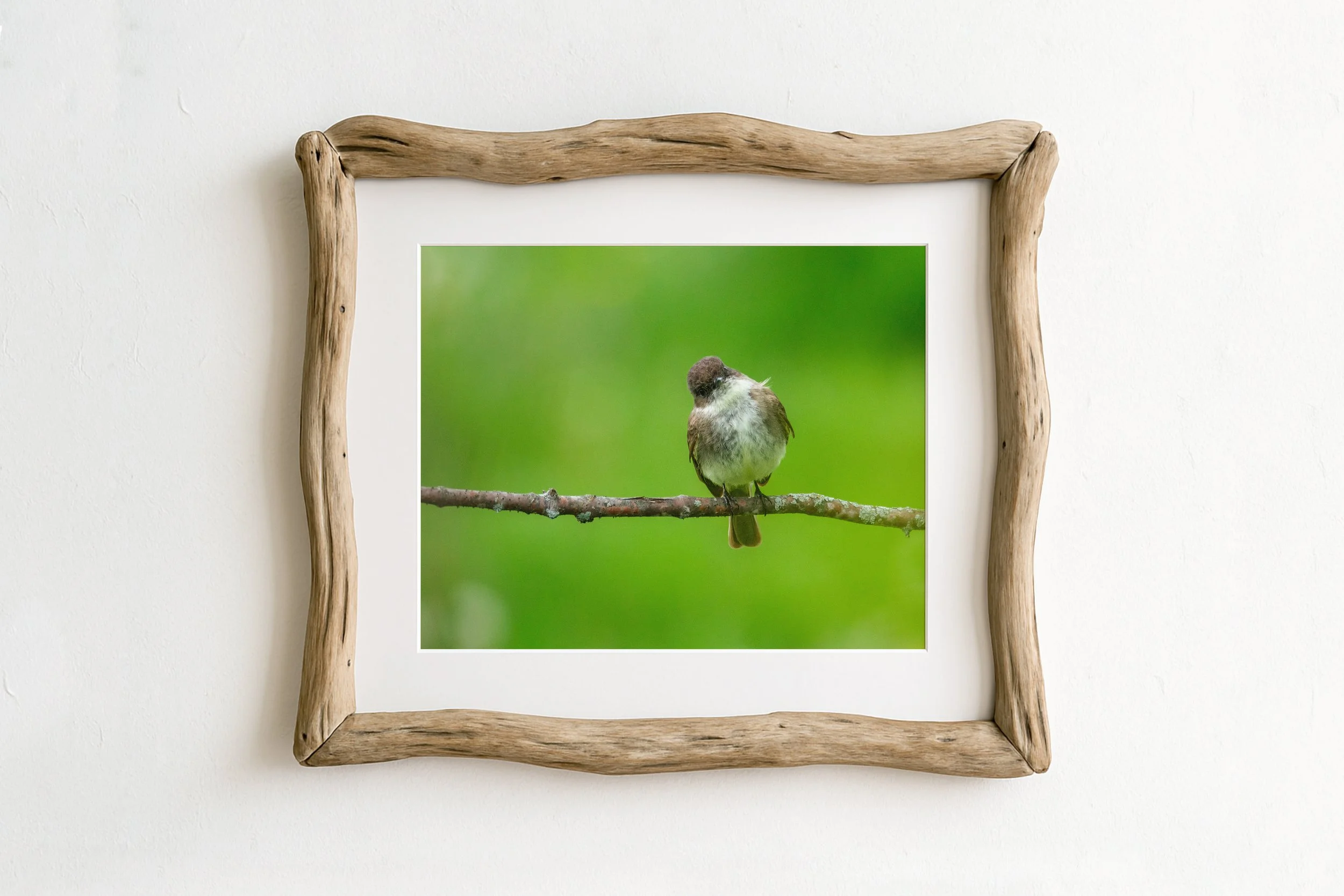 Eastern-Phoebe-on-Branch-with-Green-Background_MockupHausCo_0063.jpg