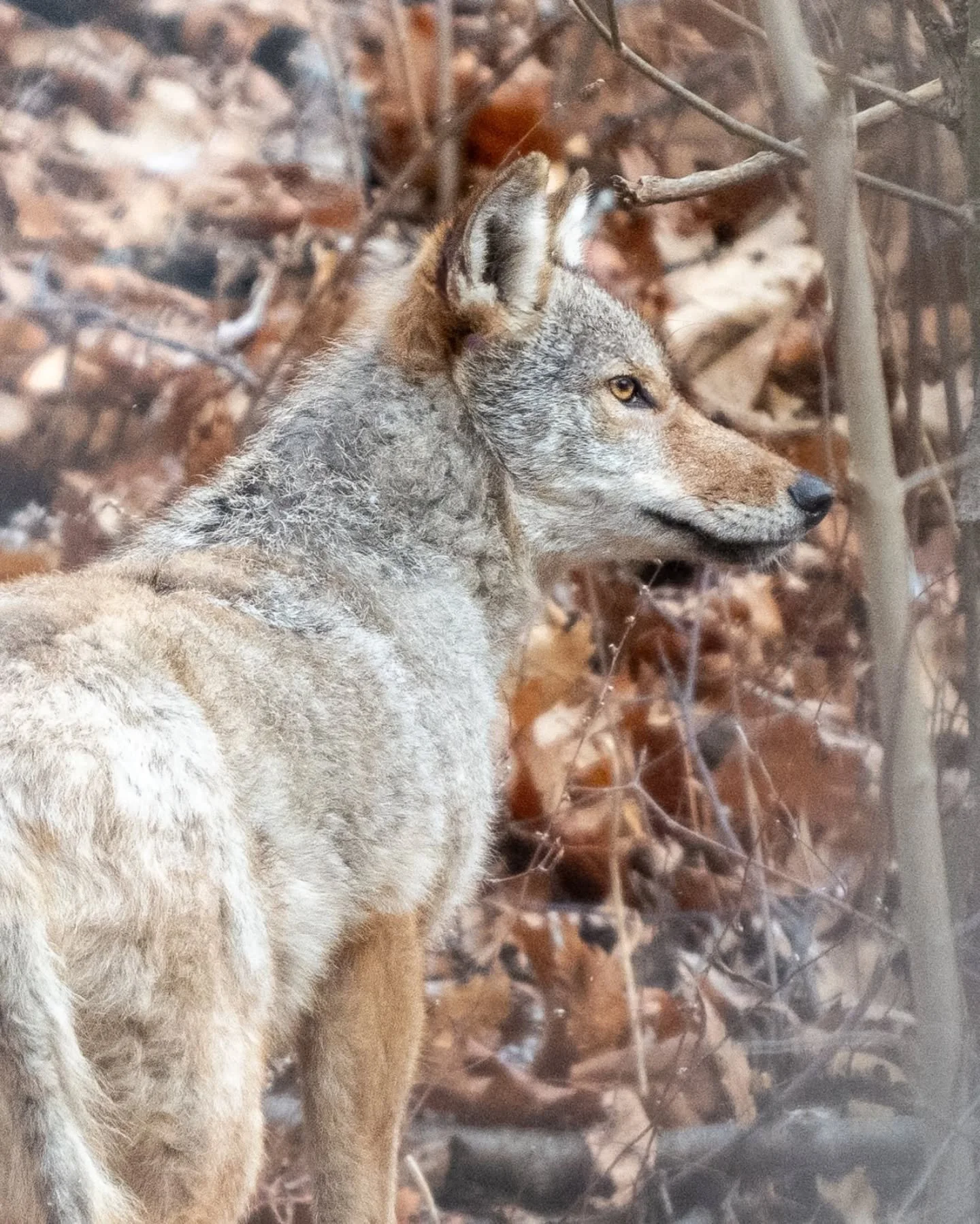 Came across this coyote running through the woods near a ravine. Didn't seem to notice me but managed to take a quick burst of shots during the split second that it decided to stop and quickly look around! 

Coyotes are pretty common in and around 