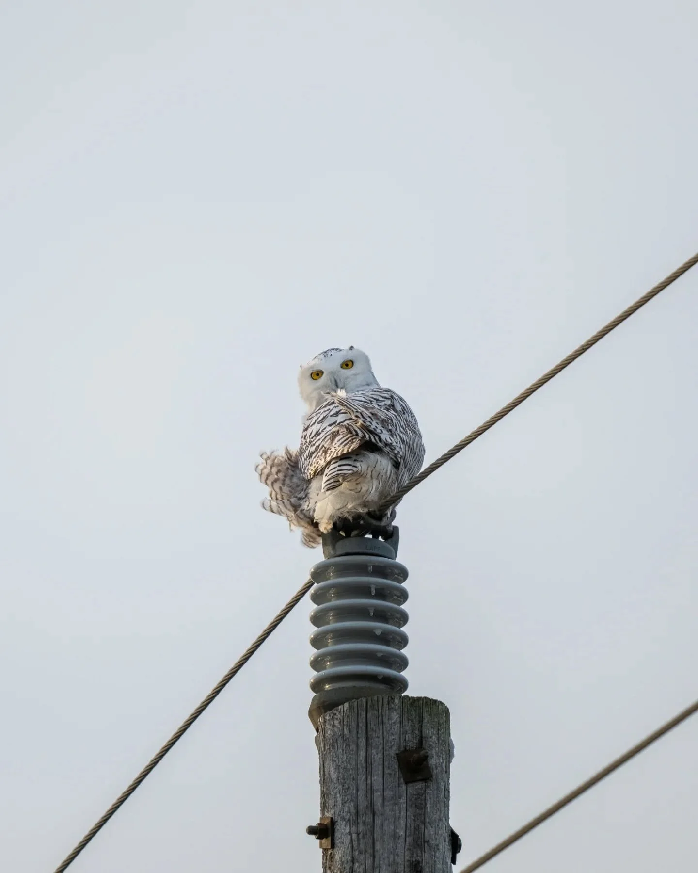 Captured this snowy owl on January 1, 2025. Definitely a great start to my photography for the new year!

No word of a lie, I had been trying to photograph this snowy owl over 3 winters which had been visiting the specific area, when it migrates fr