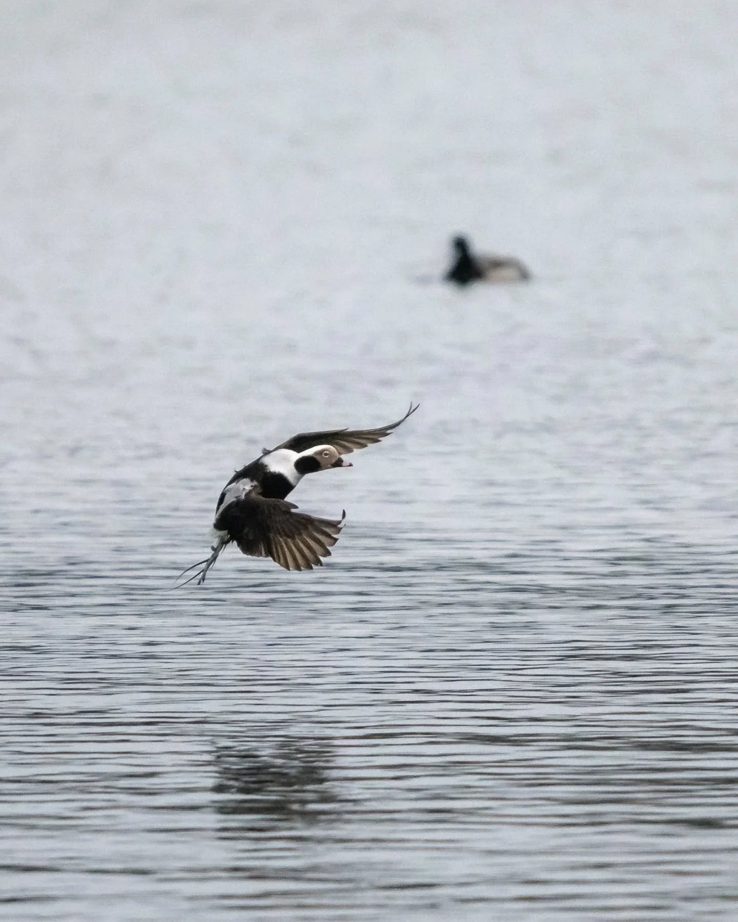 Crash landing 🦆

#wildlife #wildlifephotography #wildlifeplanet #ontariowildlife #nature #naturephotography #naturelovers #birds #birdphotography #birdsofinstagram #best_birds_of_ig #nikoncanada #nikonz #nikonz8