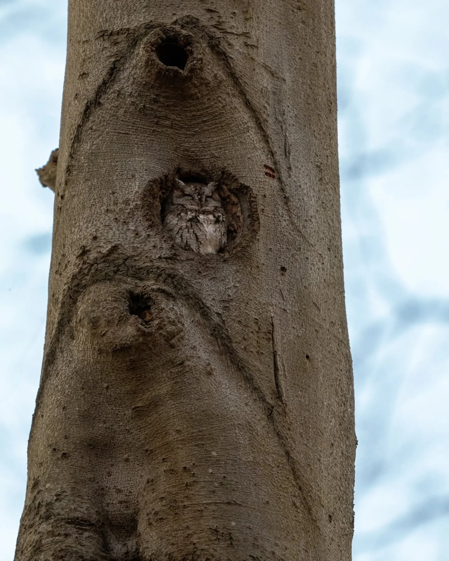 Make sure to always look up on those hikes and walks through the woods - never know what you'll come across! 🦉

#wildlife #wildlifephotography #wildlifeplanet #ontariowildlife #nature #naturephotography #naturelovers  #birds #birdphotography #birds