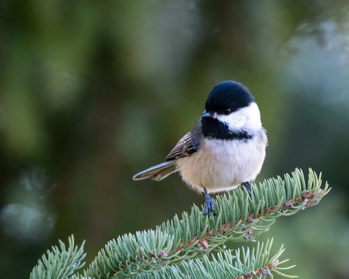Chickadee (dee-dee-deeee) season! 🐦

#wildlife #wildlifephotography #wildlifeplanet #ontariowildlife #nature #naturephotography #naturelovers  #birds #birdphotography #birdsofinstagram #best_birds_of_ig #chickadee #fujifilm #MyFujifilmLegacy #fujil