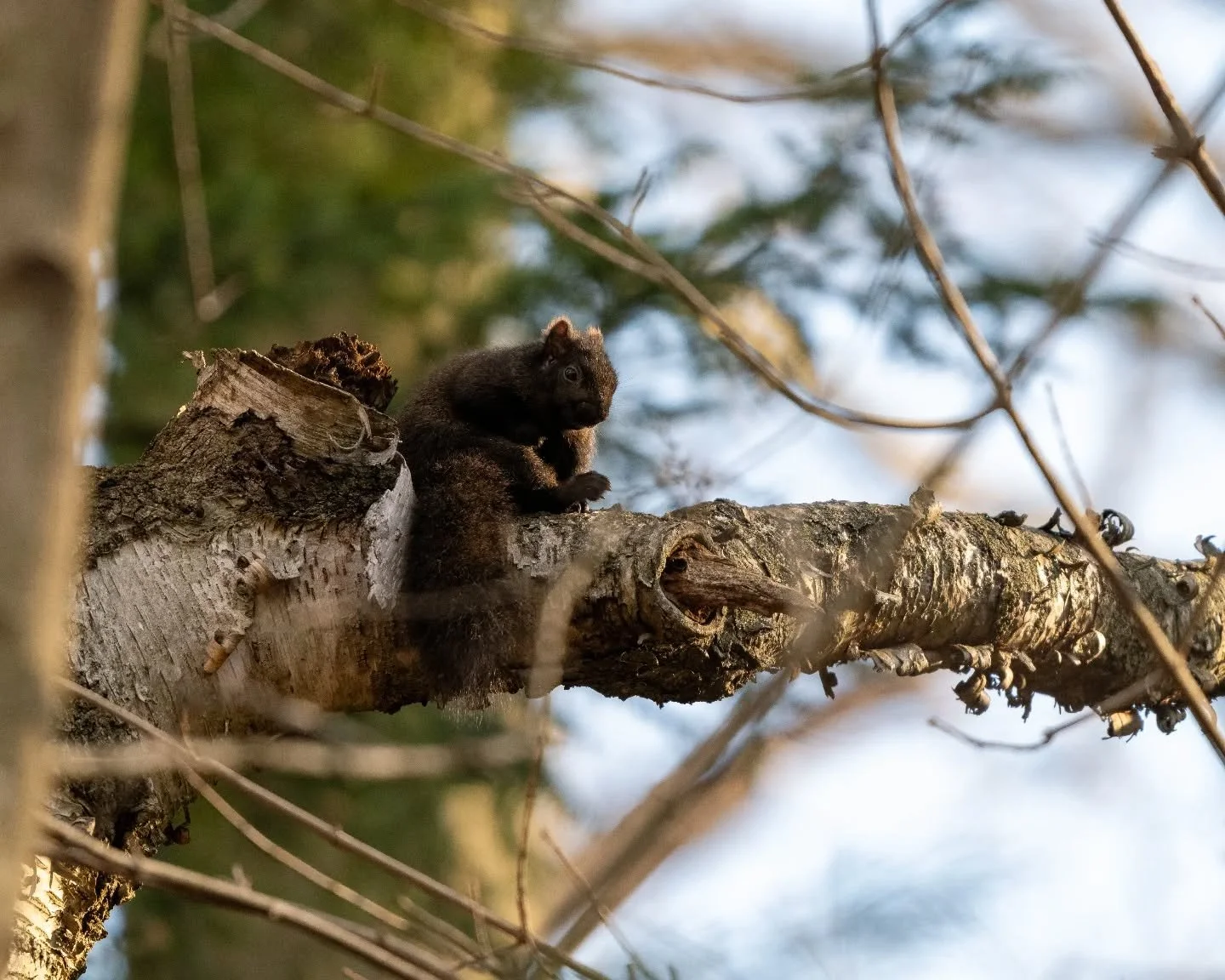 Waiting for the weekend like 🙃

#wildlife #wildlifephotography #wildlifeplanet #ontariowildlife #nature #naturephotography #naturelovers #torontophotographer #NikonCreators #Nikon #NikonZ #NikonZ8 #nikon180600 #🐿 #torontowildlife #ontariowildlife