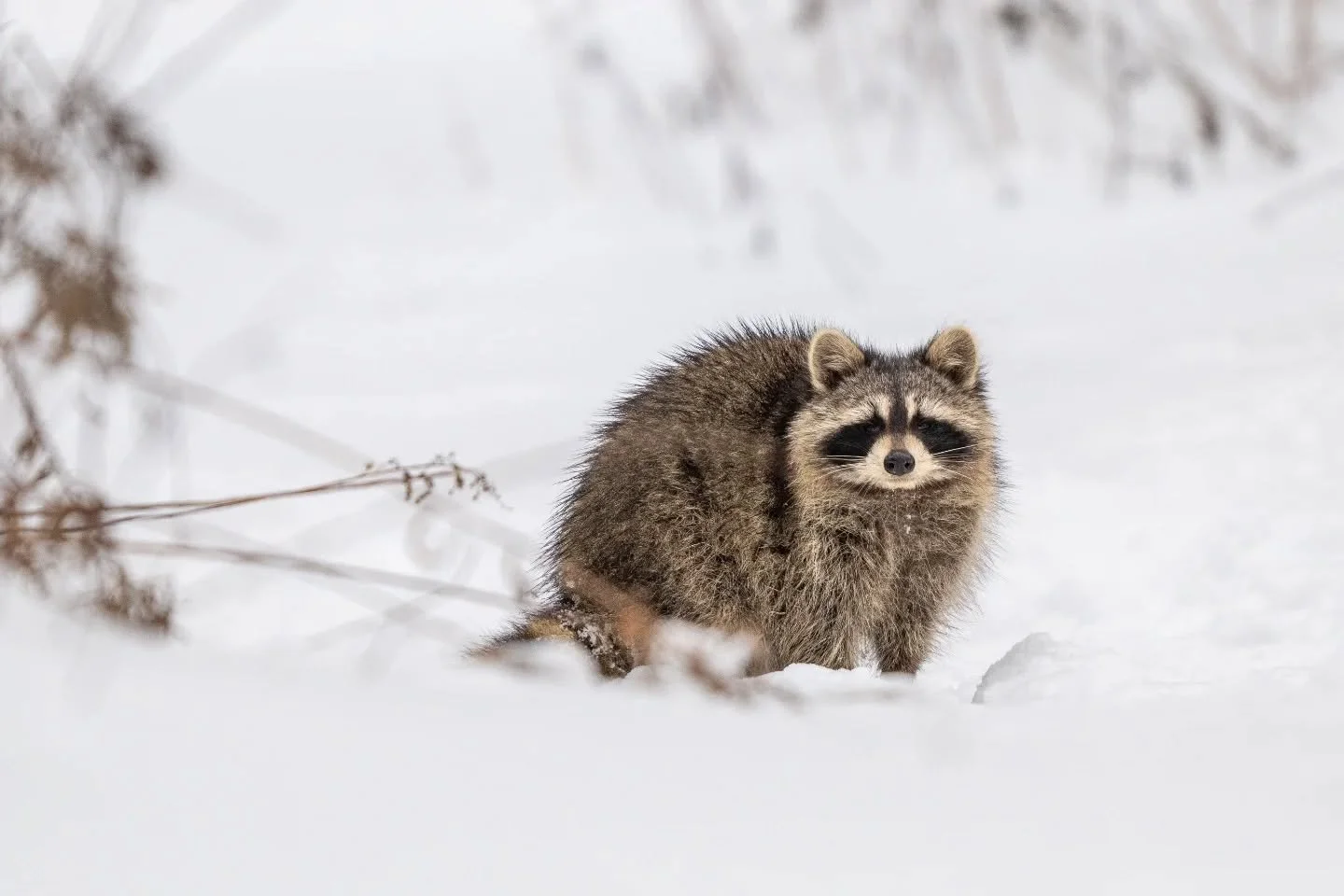 As a Torontonian that's seen his fair share of raccoons knocking over garbage bins, clumsily falling as they scurry off, or walking along residential neighbourhoods, it brings me joy when I see one in its natural habitat 🦝

#wildlife #wildlifephotog