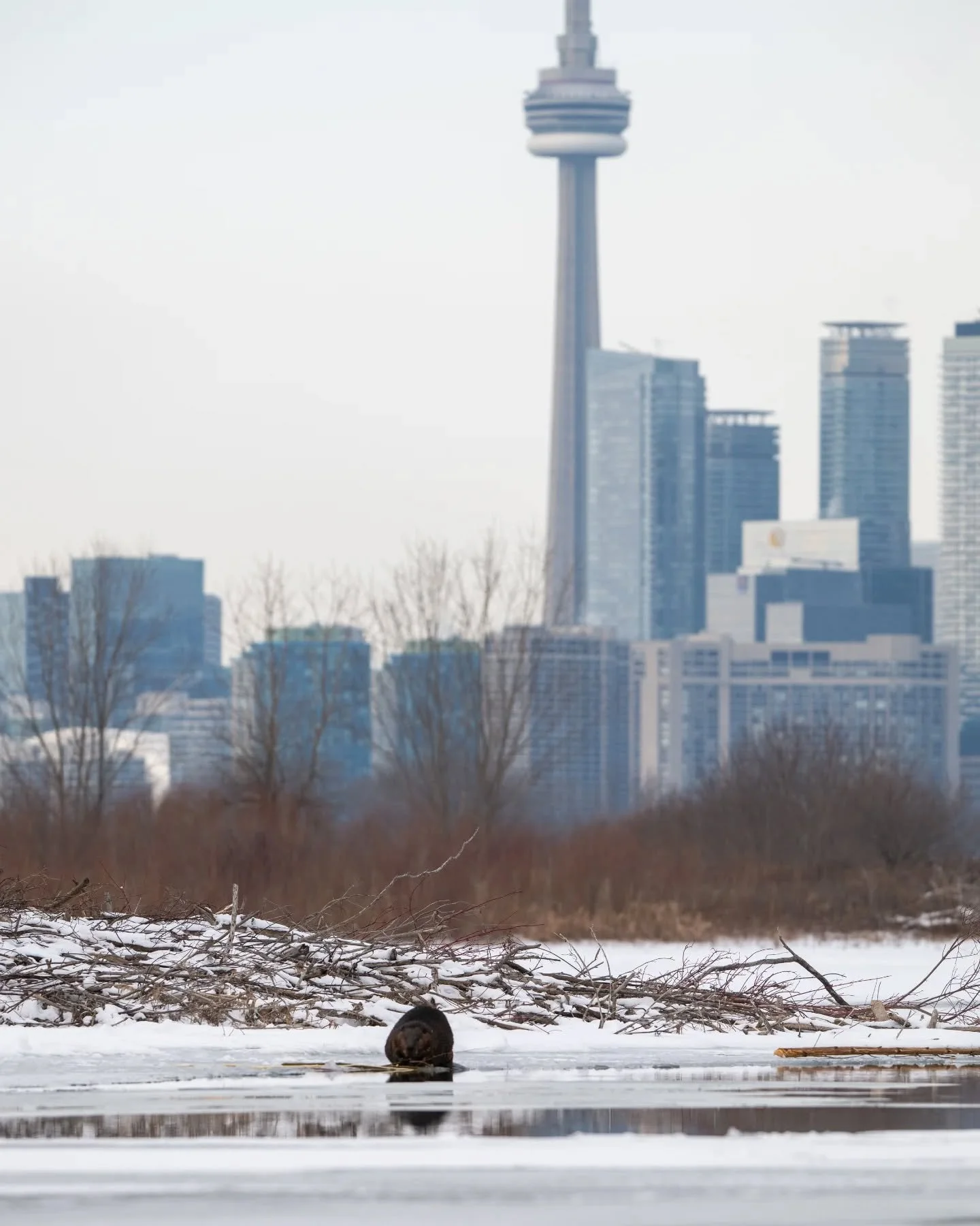 The only thing that could make this shot any more Canadian would be a Tim's cup ☕

🗼🦫❄️🇨🇦

#wildlife #wildlifephotography #wildlifeplanet #ontariowildlife #nature #naturephotography #naturelovers #torontophotographer #cntower #NikonCreators #Niko