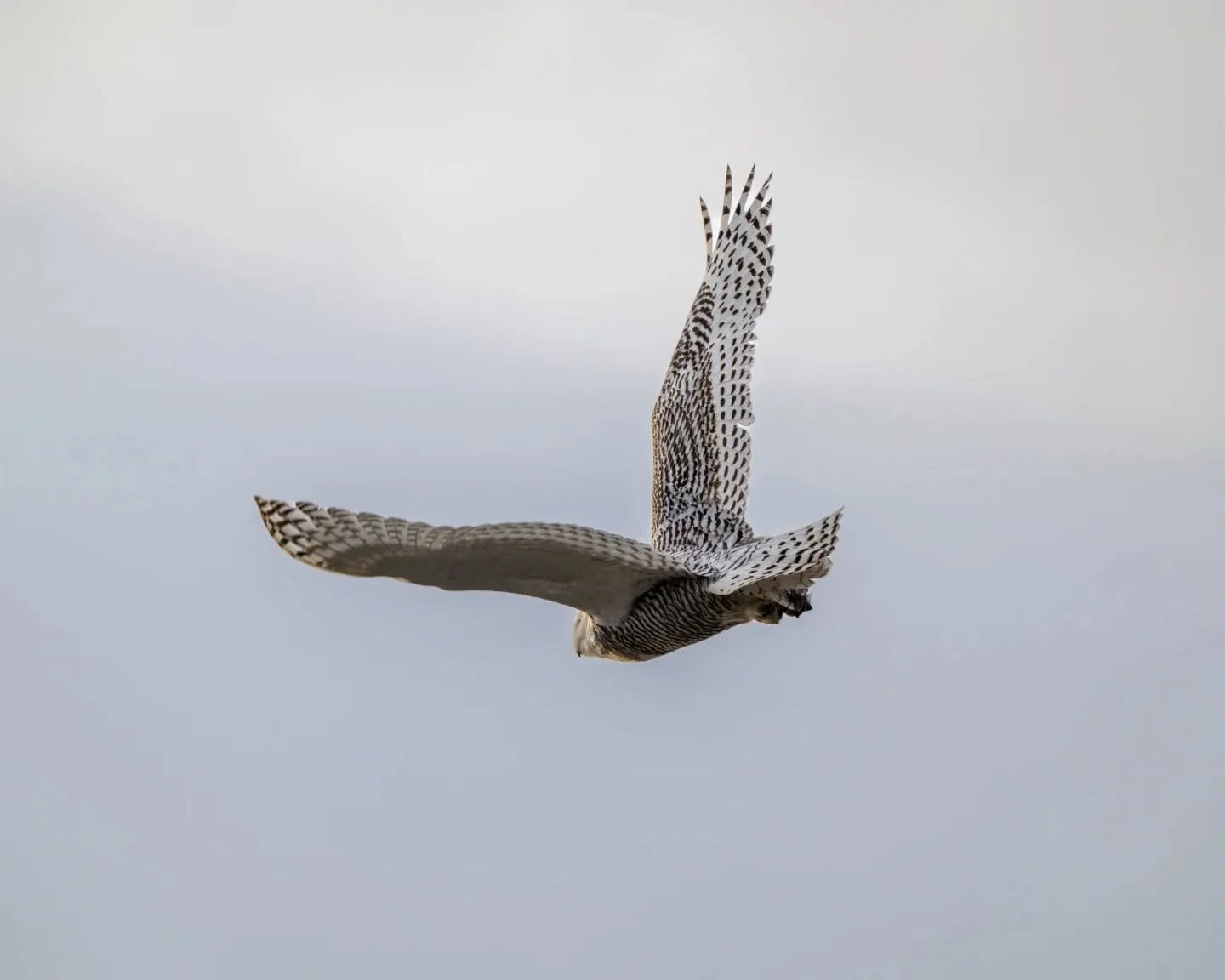 Snowy in flight ❄️🦉 just look at those talons 😳

Next time I'll (hopefully) get a shot of it coming head on 😉

#wildlife #wildlifephotography #wildlifeplanet #ontariowildlife #nature #naturephotography #naturelovers #birds #birdphotography #birdso