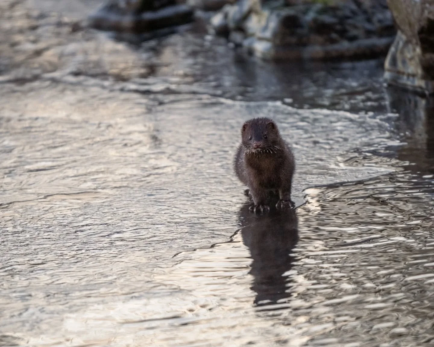 Saw this curious mink walk around the frozen water's edge near Humber Bay. Watched it for a while but the moment I moved a bit and made a bit of noise, it scurried off!

It's always a gentle reminder about the patience needed to be able to see wildli