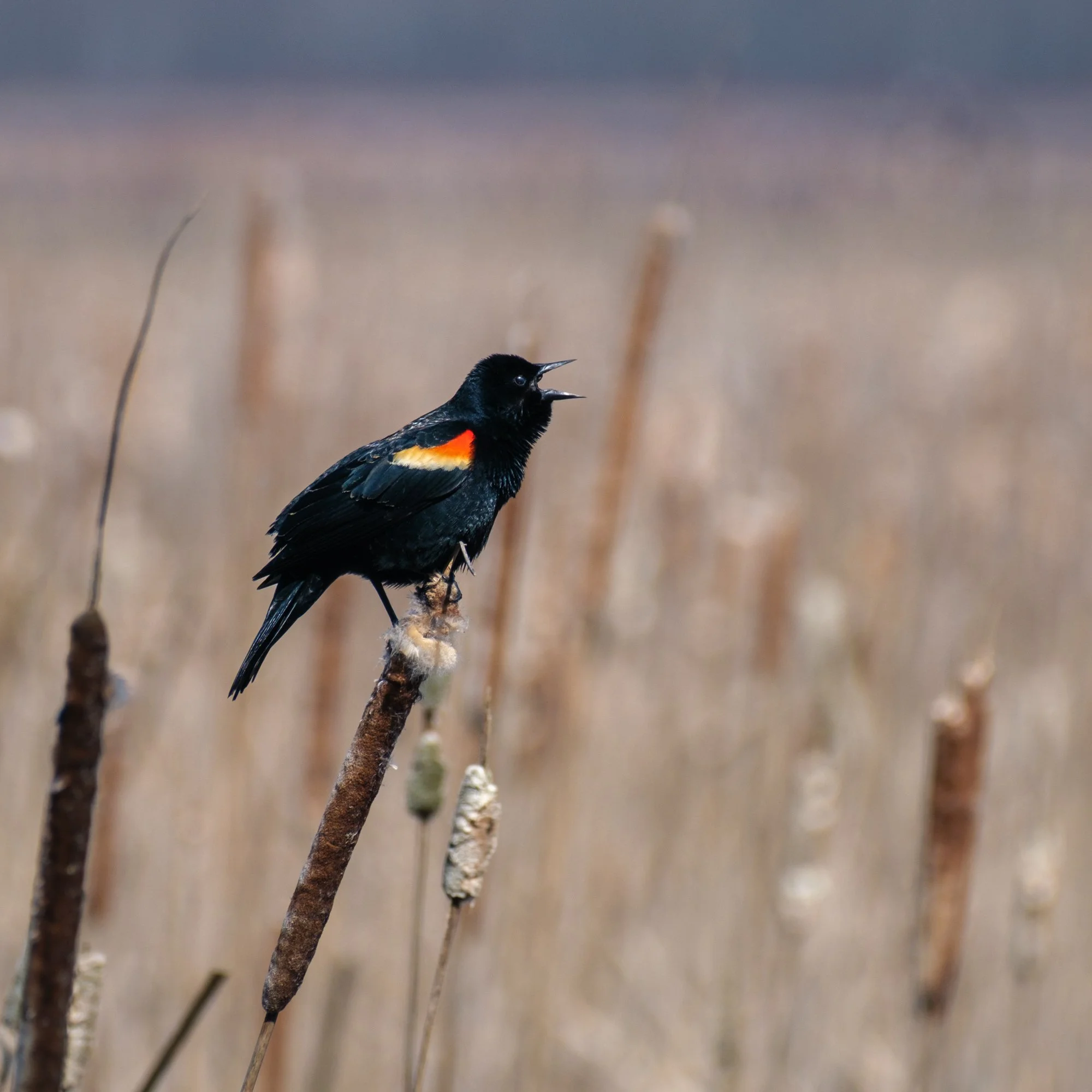 Red-Winged Blackbirds