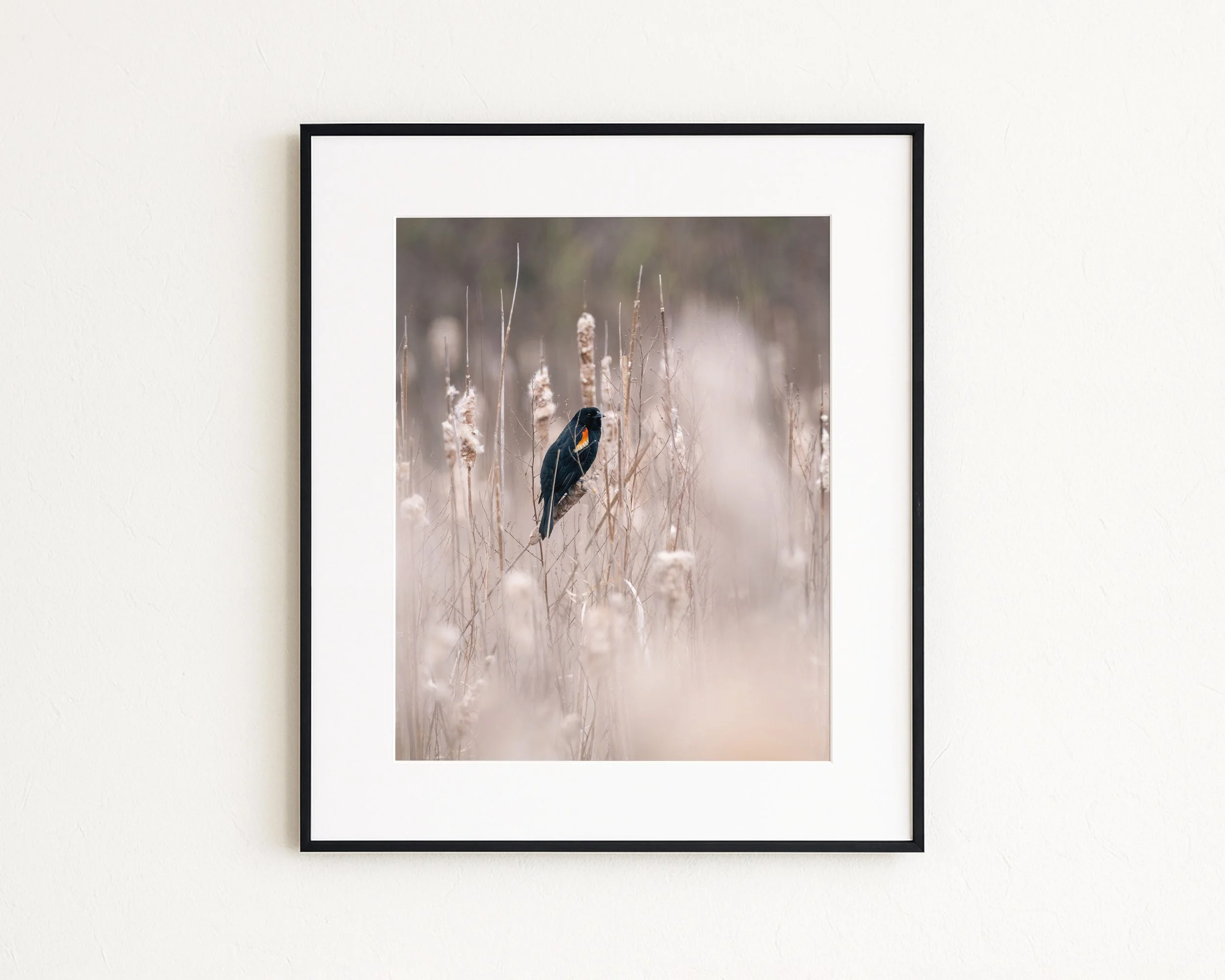Red-Winged-Blackbird-in-Bulrushes_MockupHausCo_0043.jpg