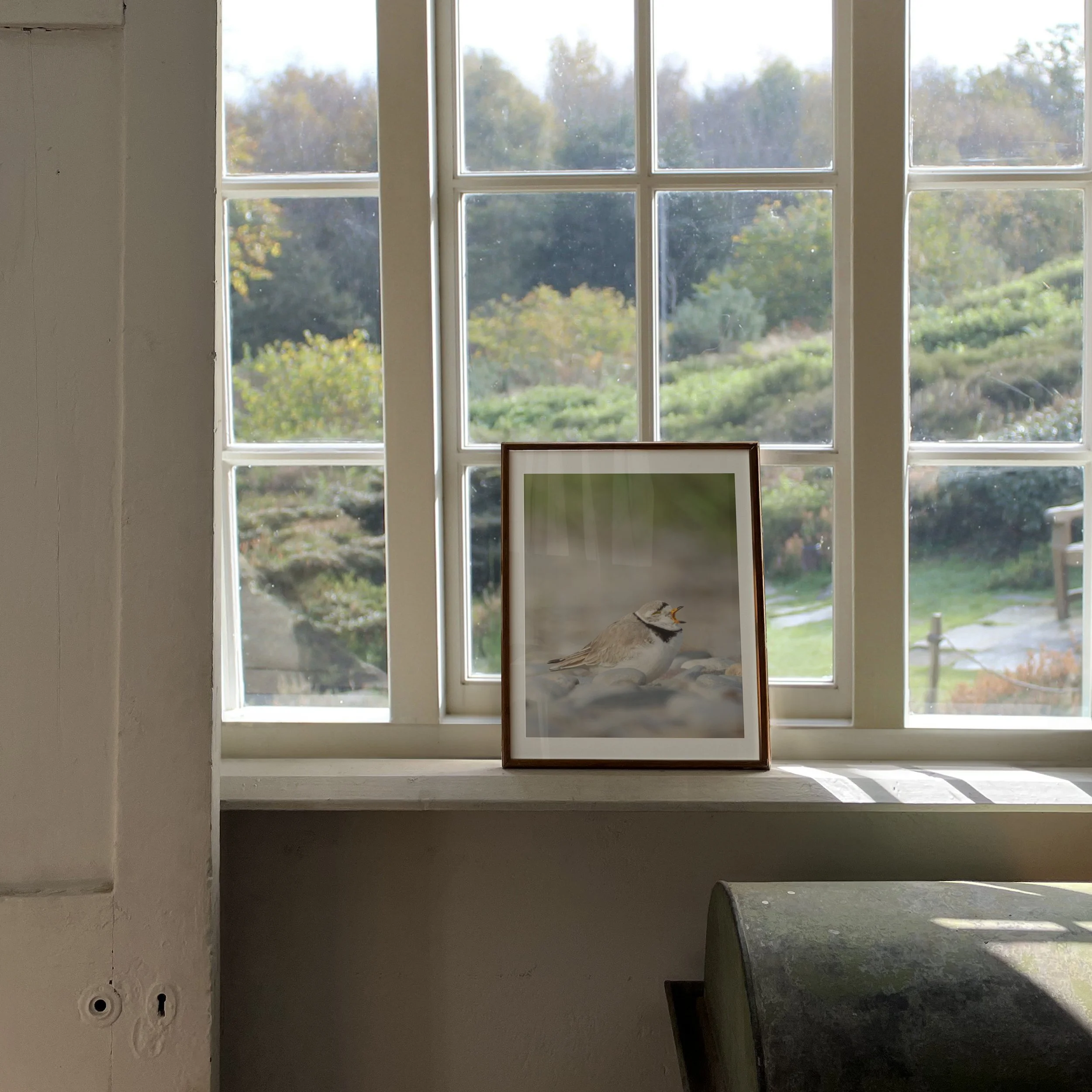 Yawning-Piping-Plover_4x5-vertical-frame-countryside-0433 - SingleSmartObject.jpg