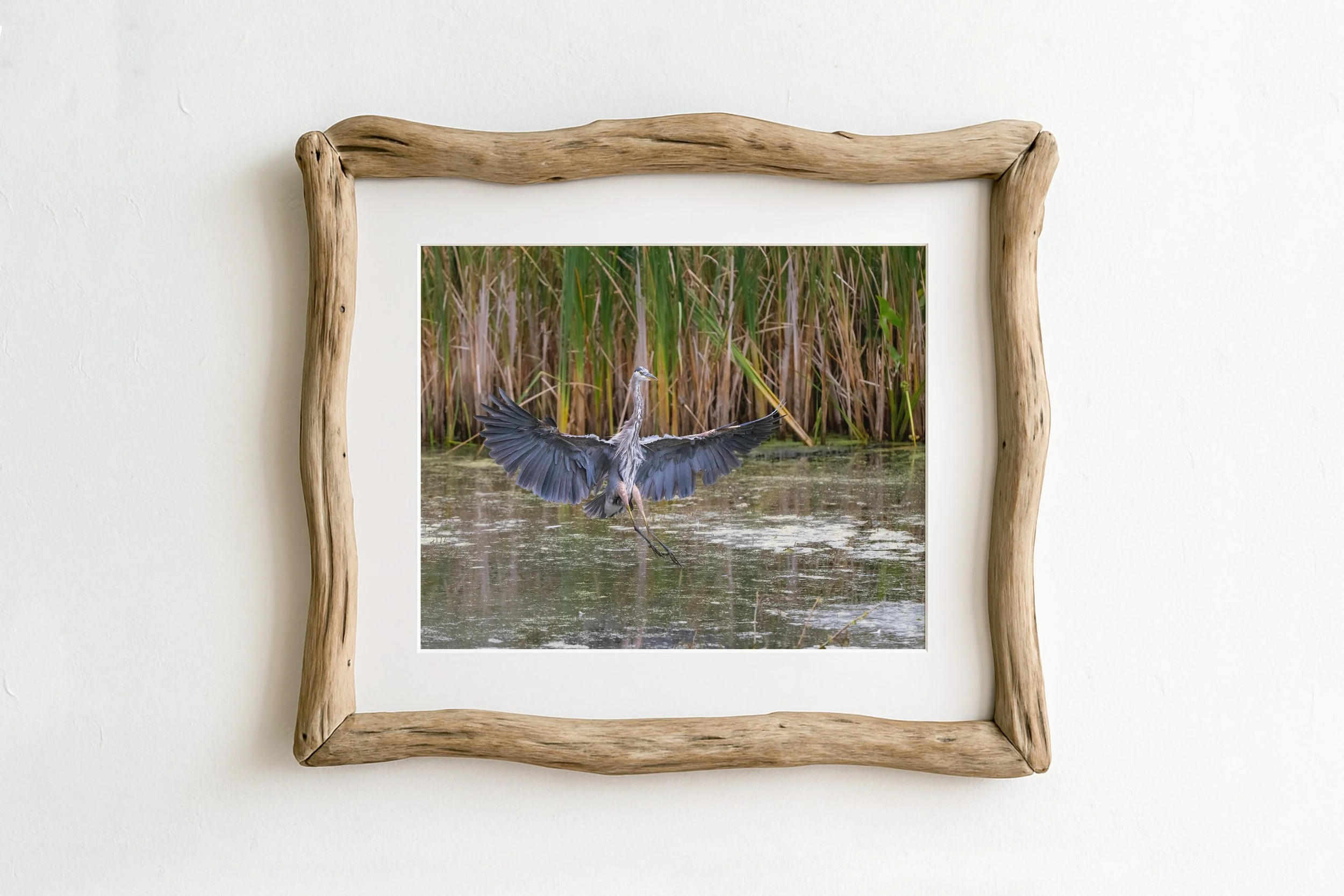 Great-Blue-Heron-Landing-in-Water_MockupHausCo_0063.jpg