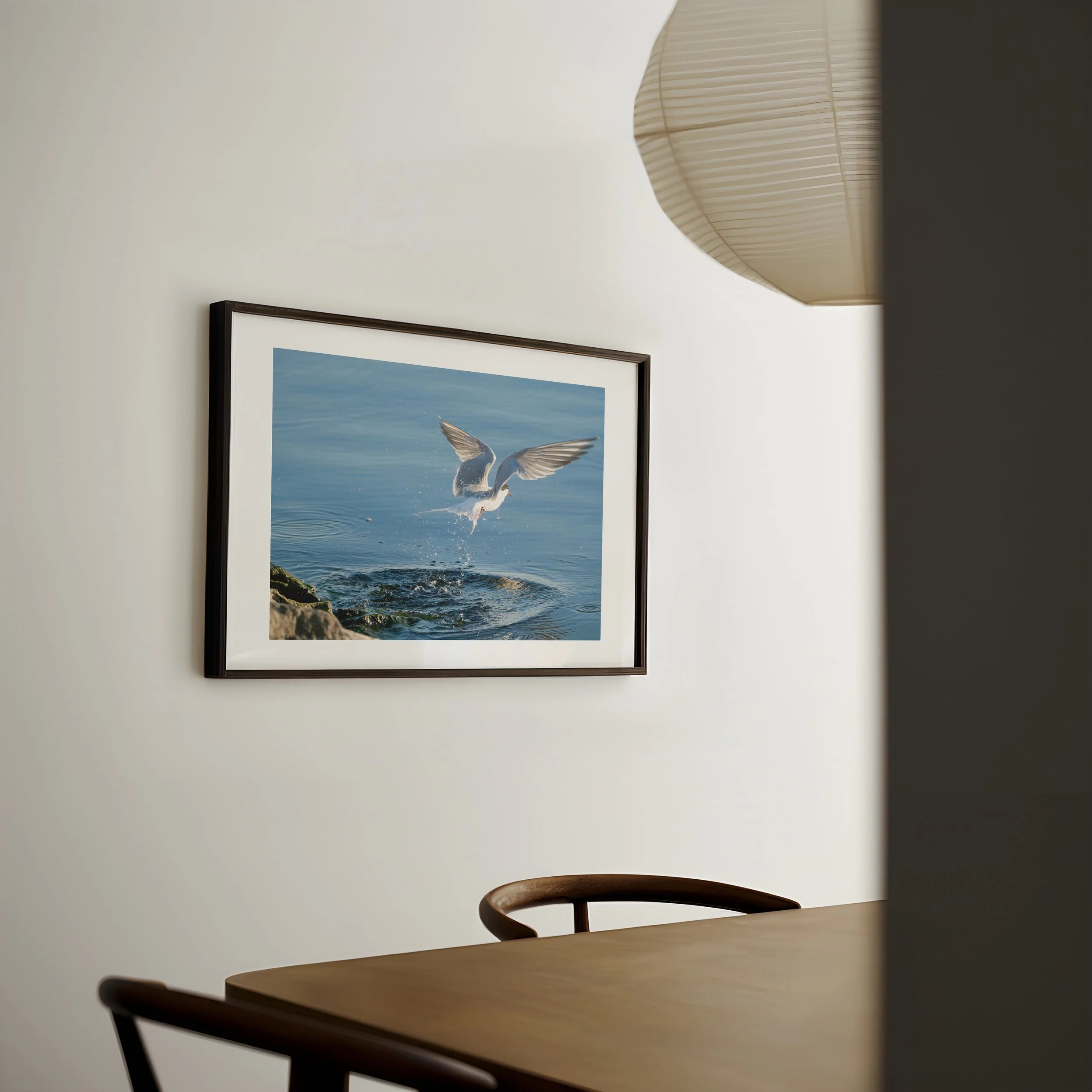 Common-Tern-Flying-out-of-Water_DIN-A-horizontal-japandi-dining-0451 - SingleSmartObject.jpg