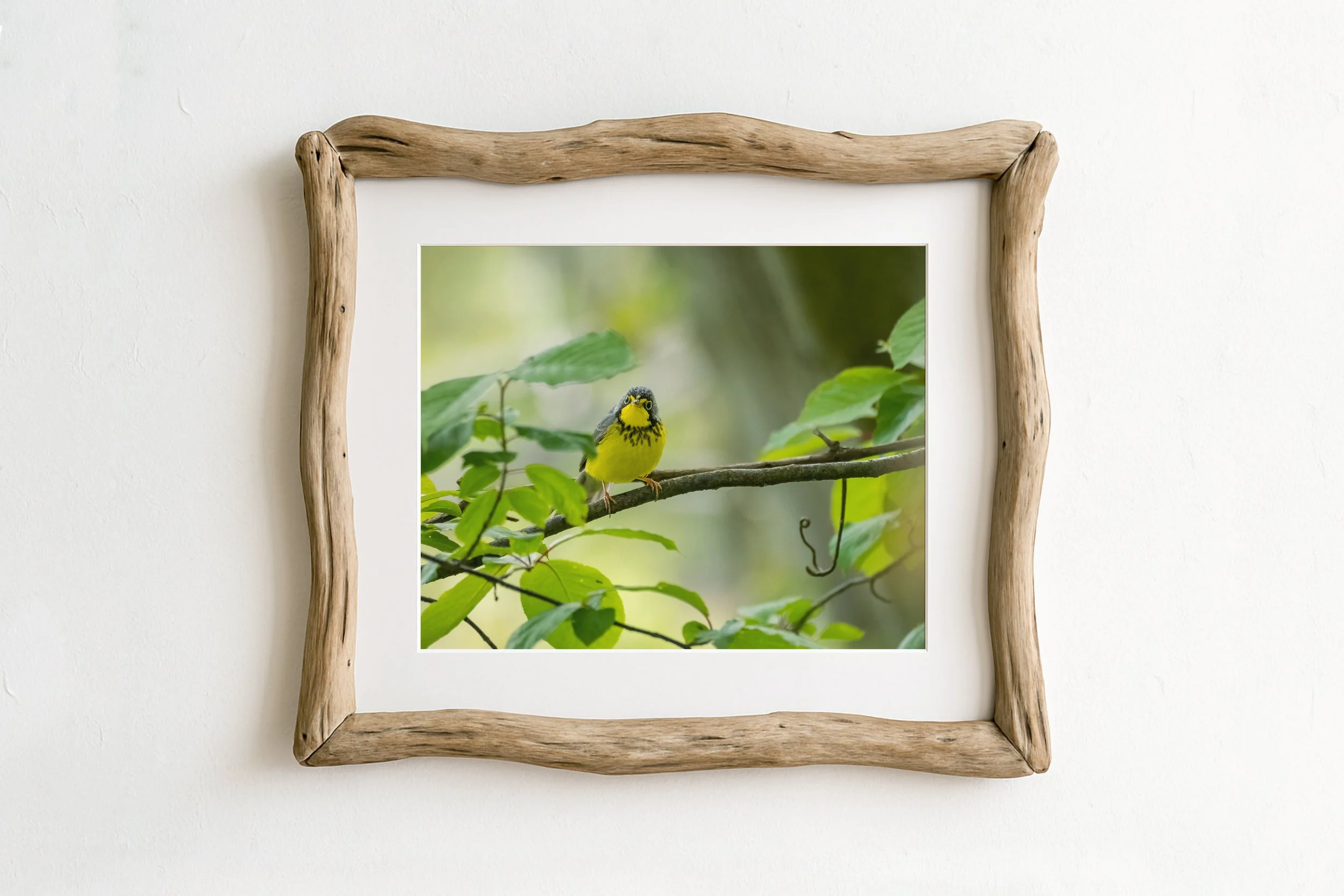 Canada-Warbler-on-branch_MockupHausCo_0063.jpg