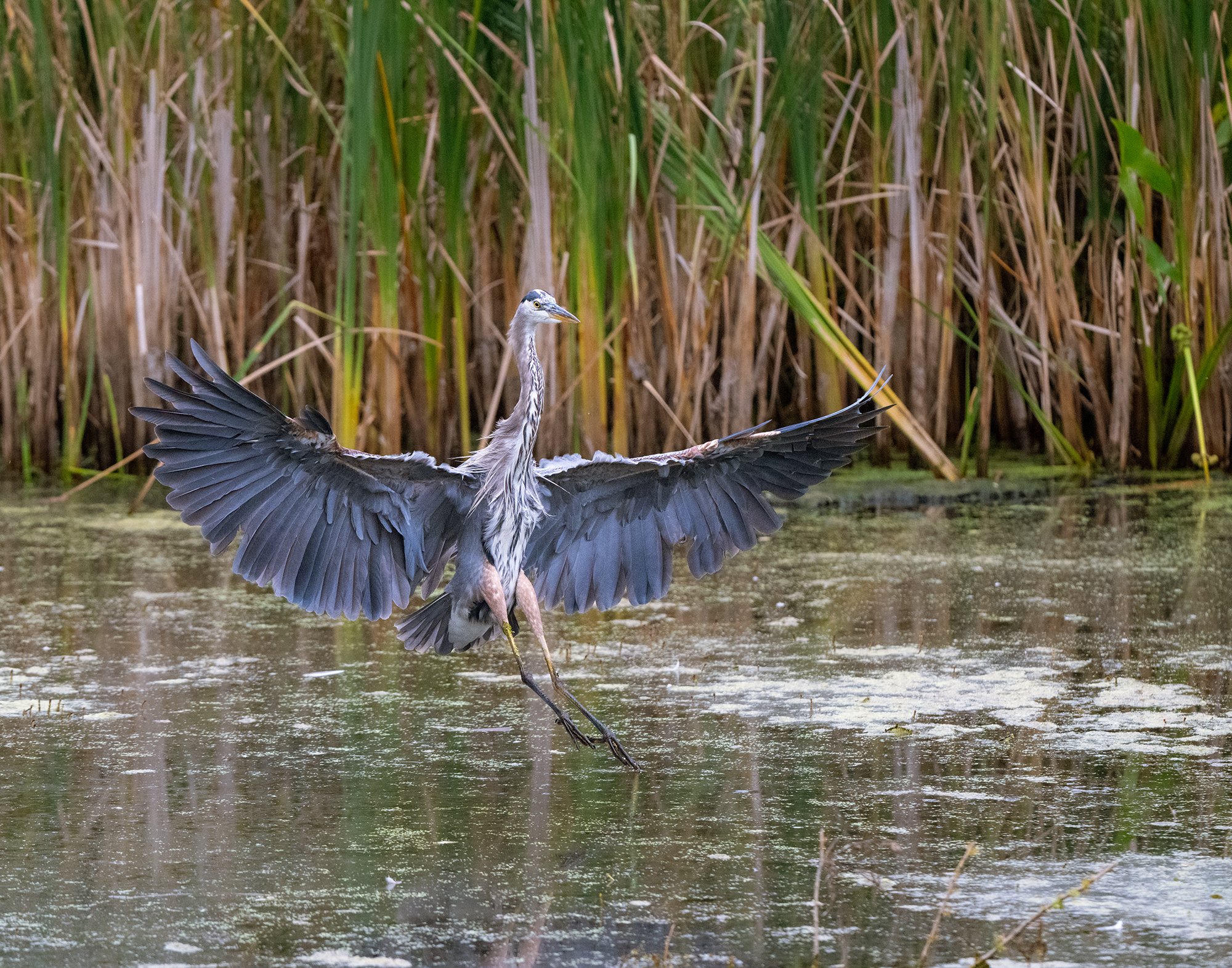 Great-Blue-Heron-Landing-in-Water.jpg