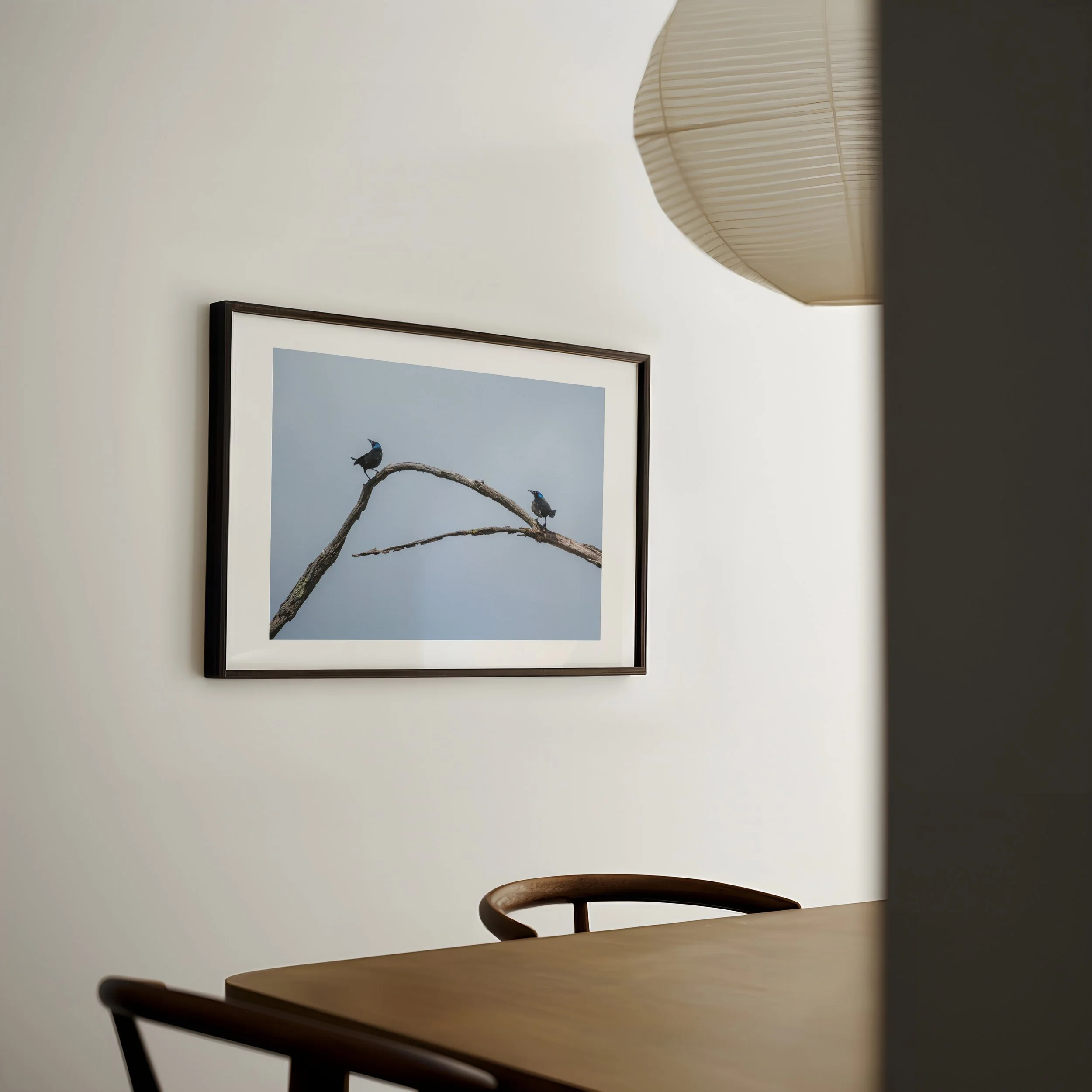 Two-Common-Grackles-on-branch_DIN-A-horizontal-japandi-dining-0451 - SingleSmartObject.jpg