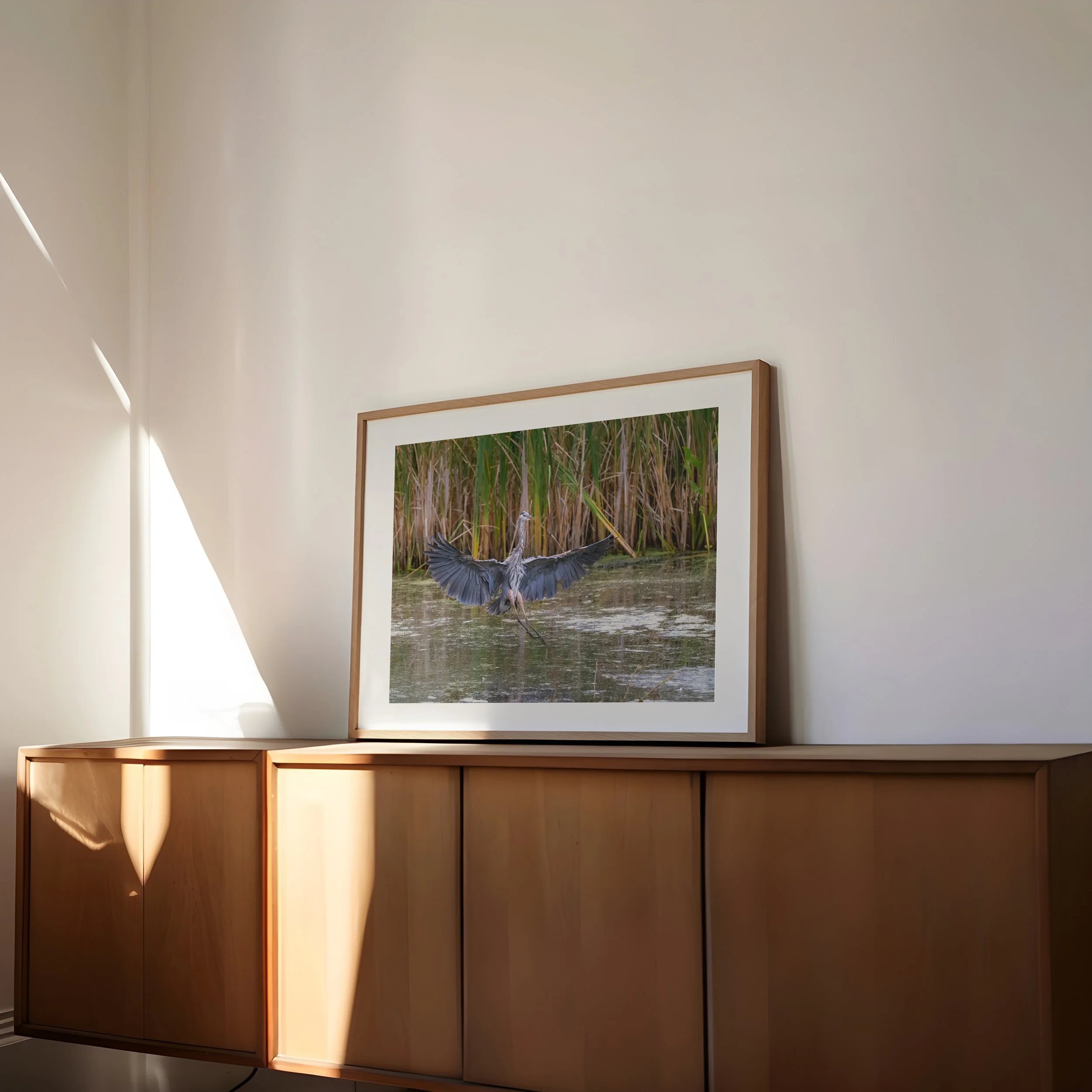 Great-Blue-Heron-Landing-in-Water_4x5-landscape-frame-side-angle-0266 - SingleSmartObject.jpg