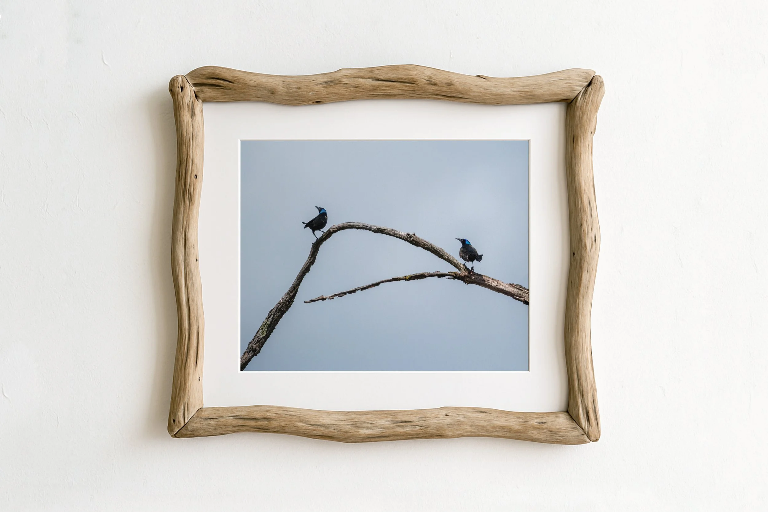 Two-Common-Grackles-on-branch_MockupHausCo_0063.jpg