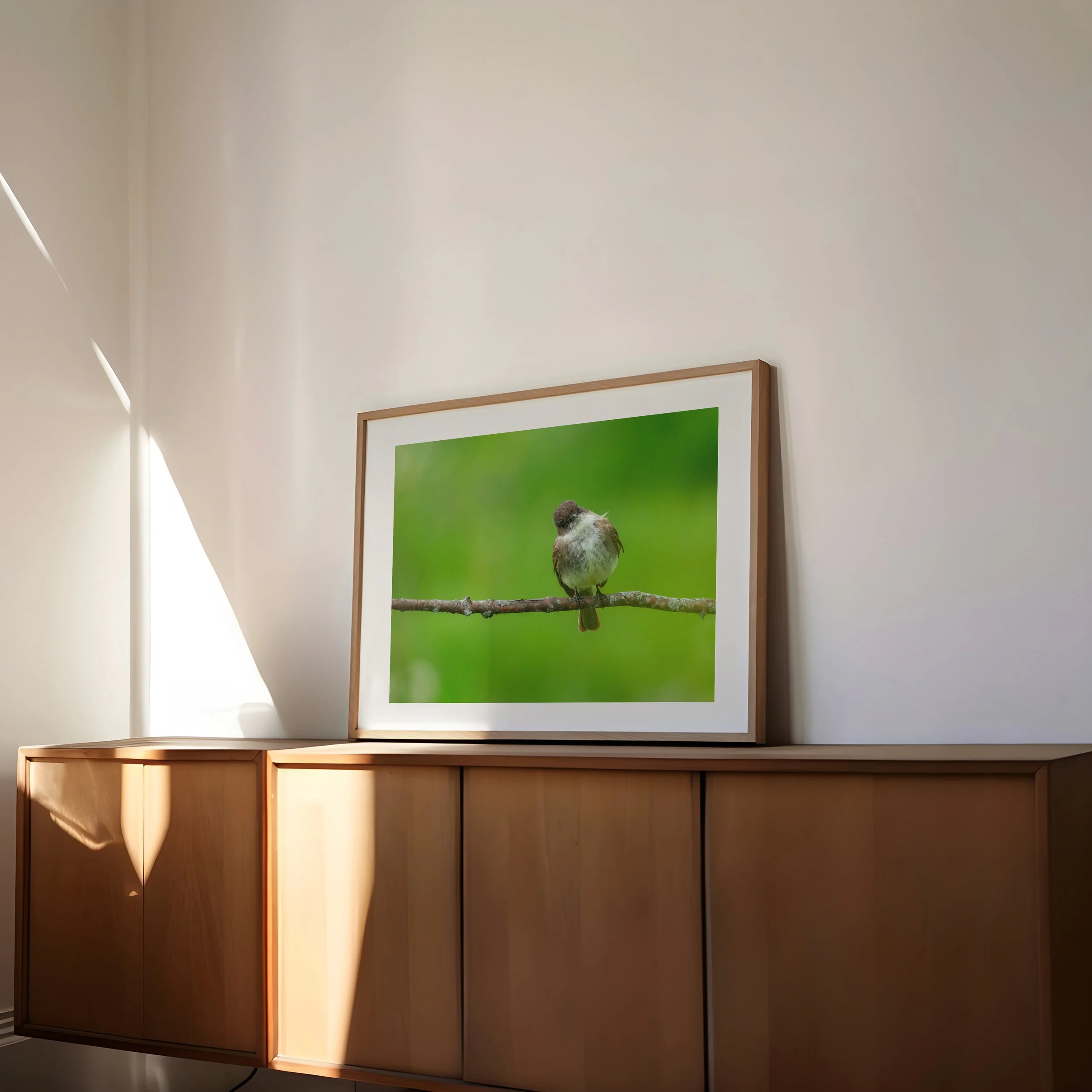 Eastern-Phoebe-on-Branch-with-Green-Background_4x5-landscape-frame-side-angle-0266 - SingleSmartObject.jpg