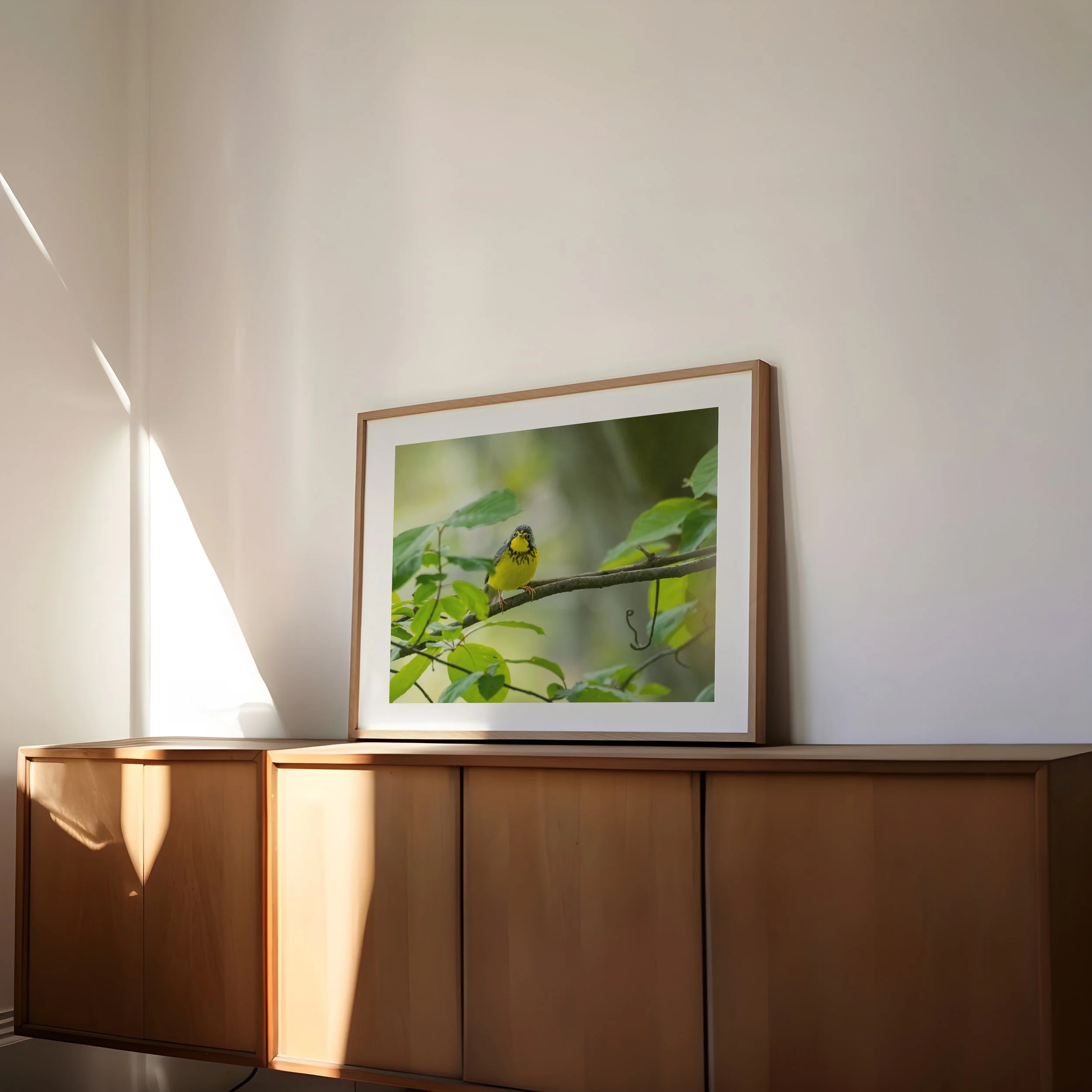 Canada-Warbler-on-branch_4x5-landscape-frame-side-angle-0266 - SingleSmartObject.jpg