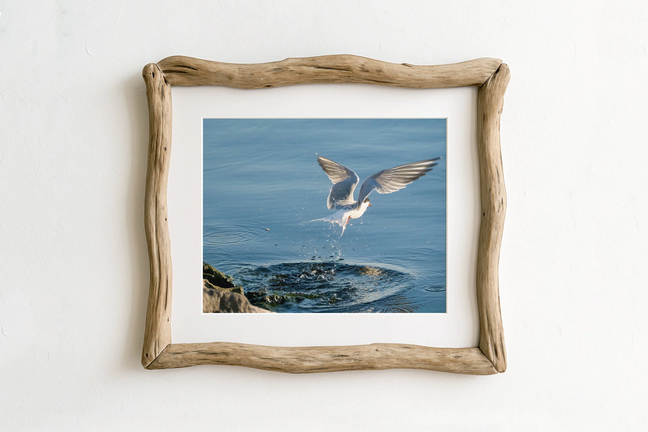 Common-Tern-Flying-out-of-Water_MockupHausCo_0063.jpg