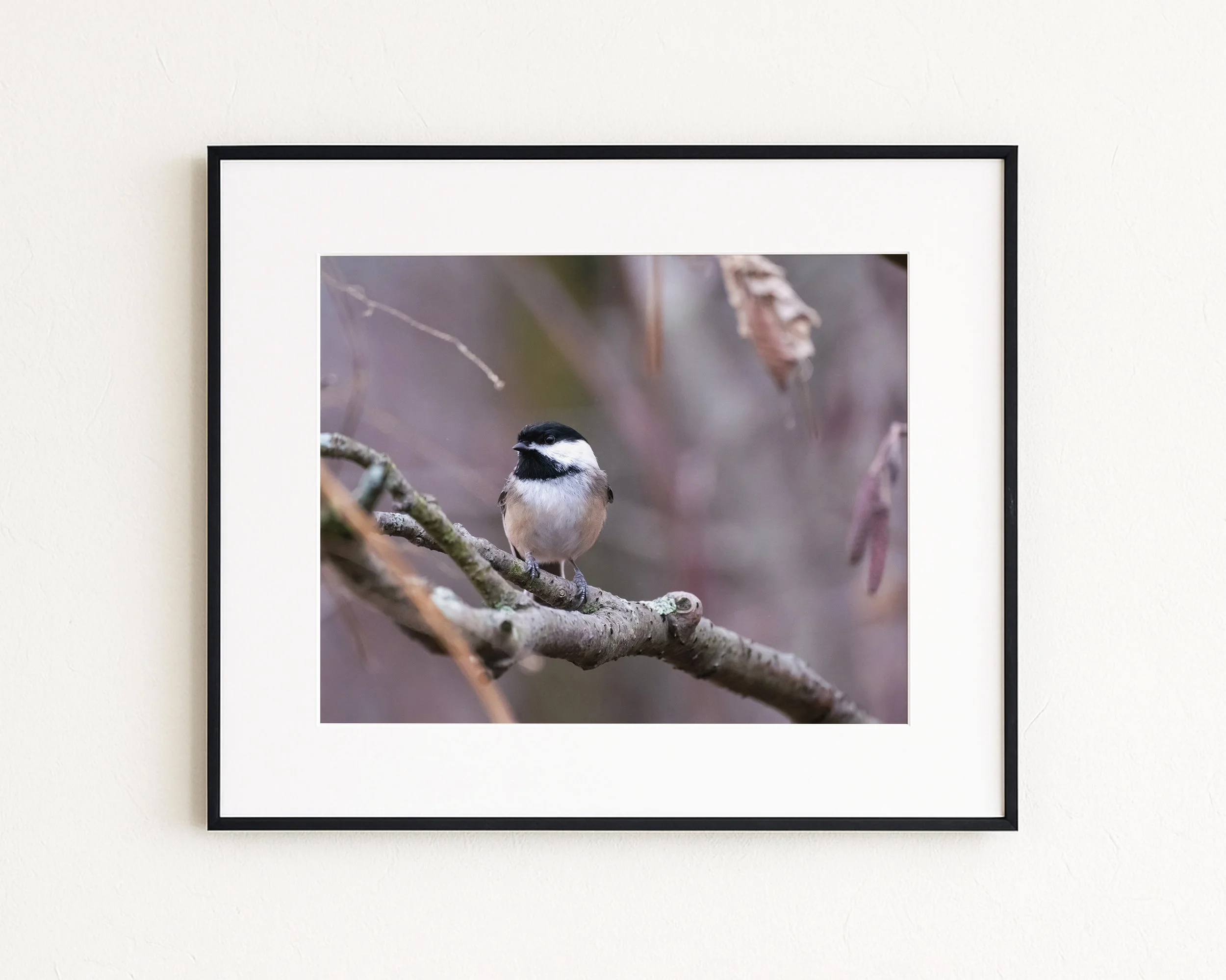 Chickadee-on-Branch_MockupHausCo_0042.jpg