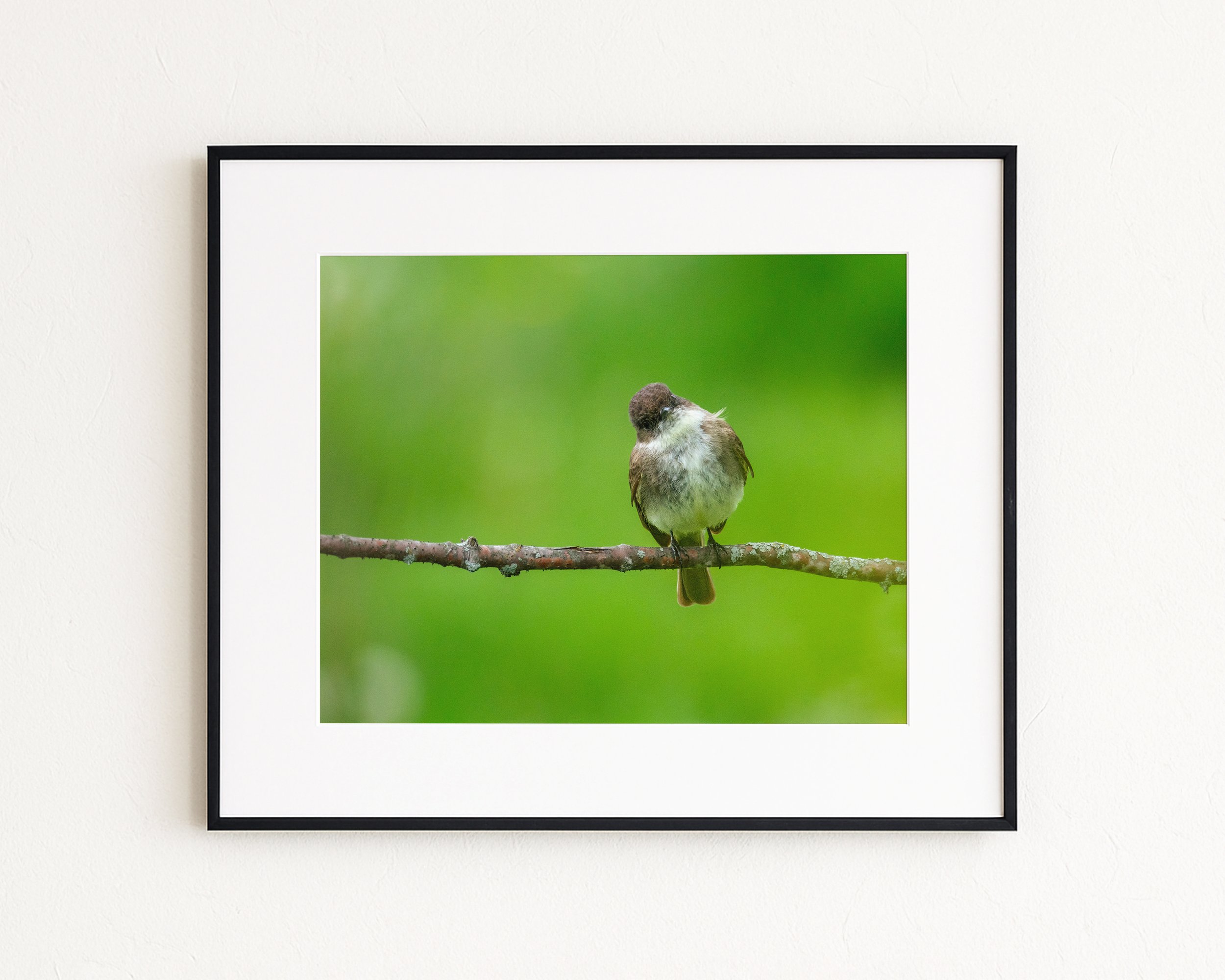 Eastern-Phoebe-on-Branch-with-Green-Background_MockupHausCo_0042.jpg