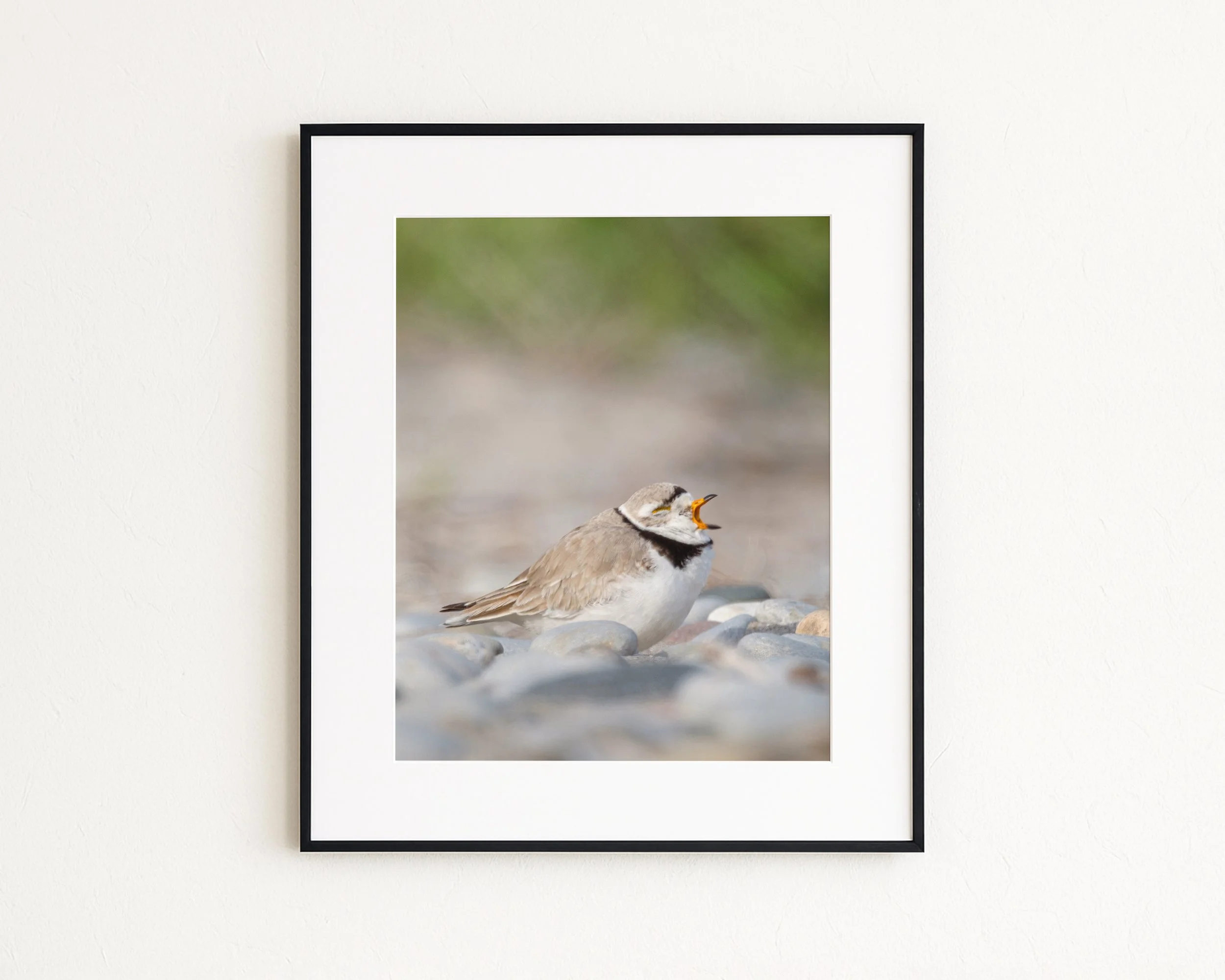 Yawning-Piping-Plover_MockupHausCo_0043.jpg