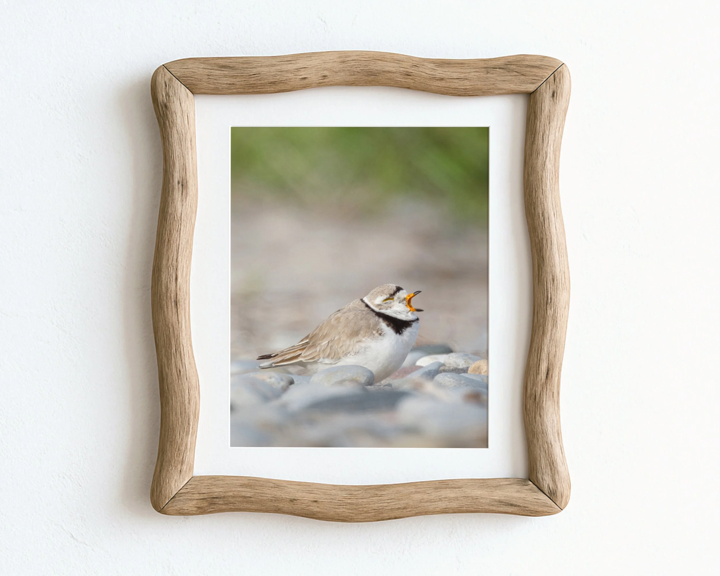 Yawning-Piping-Plover_MockupHausCo_0053.jpg