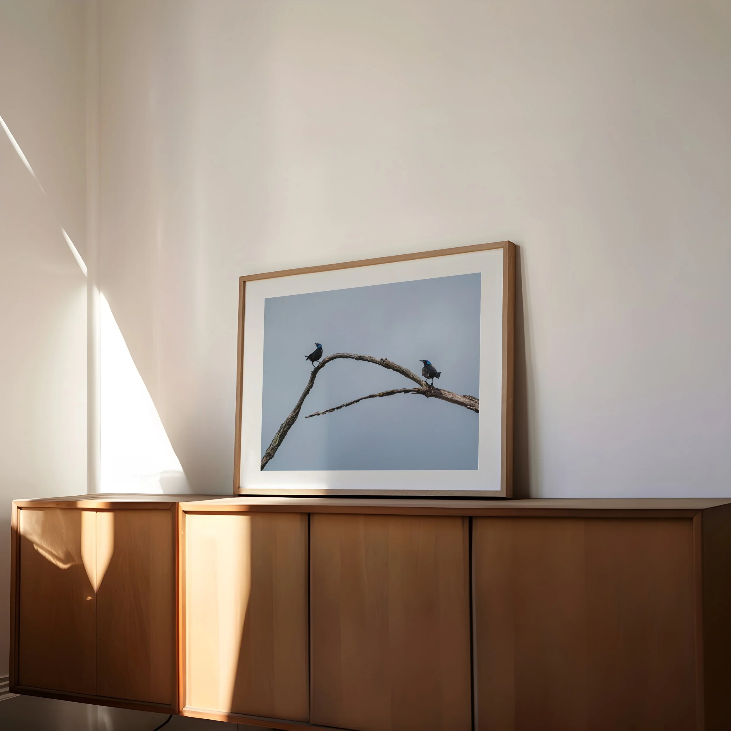 Two-Common-Grackles-on-branch_4x5-landscape-frame-side-angle-0266 - SingleSmartObject.jpg