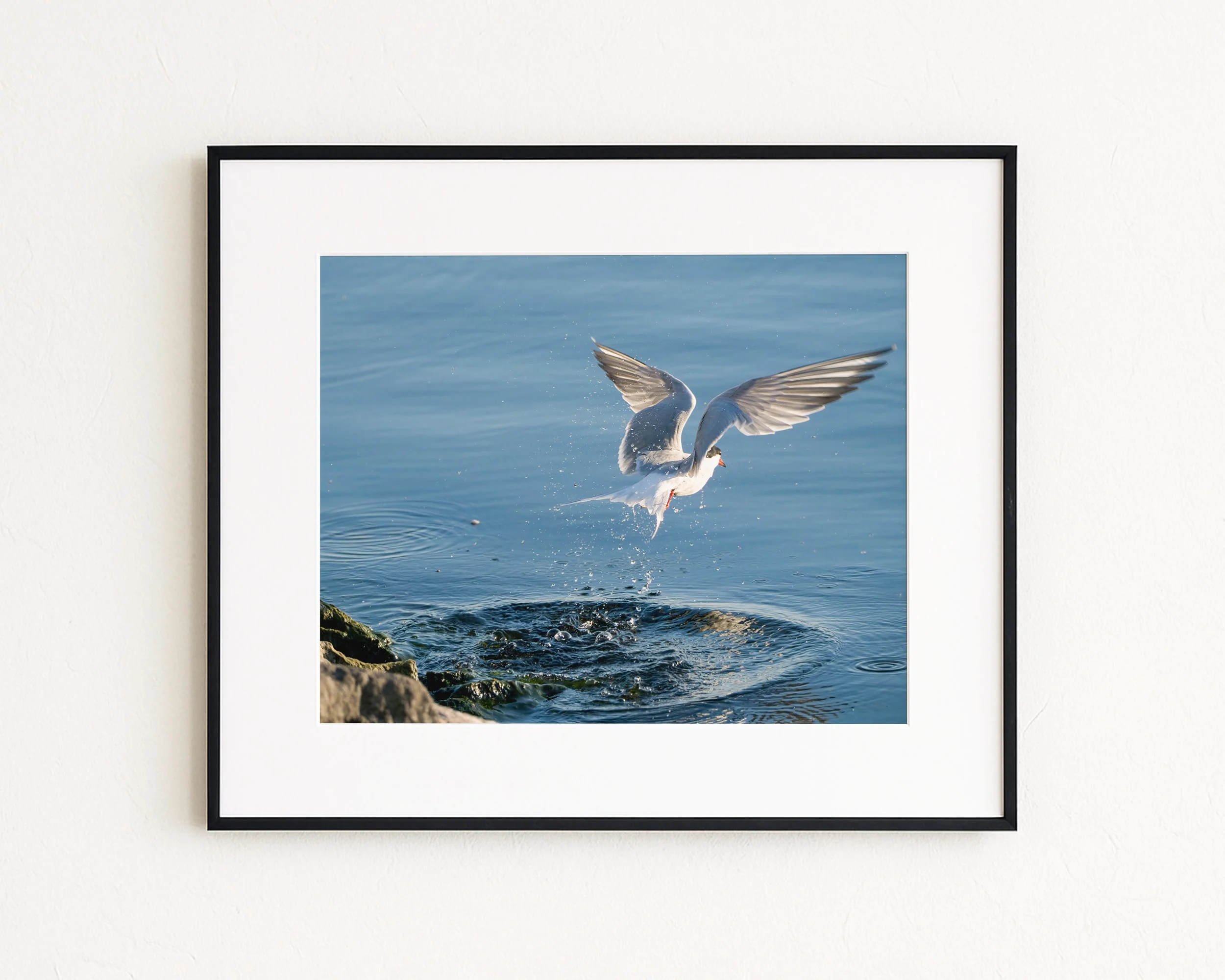 Common-Tern-Flying-out-of-Water_MockupHausCo_0042.jpg