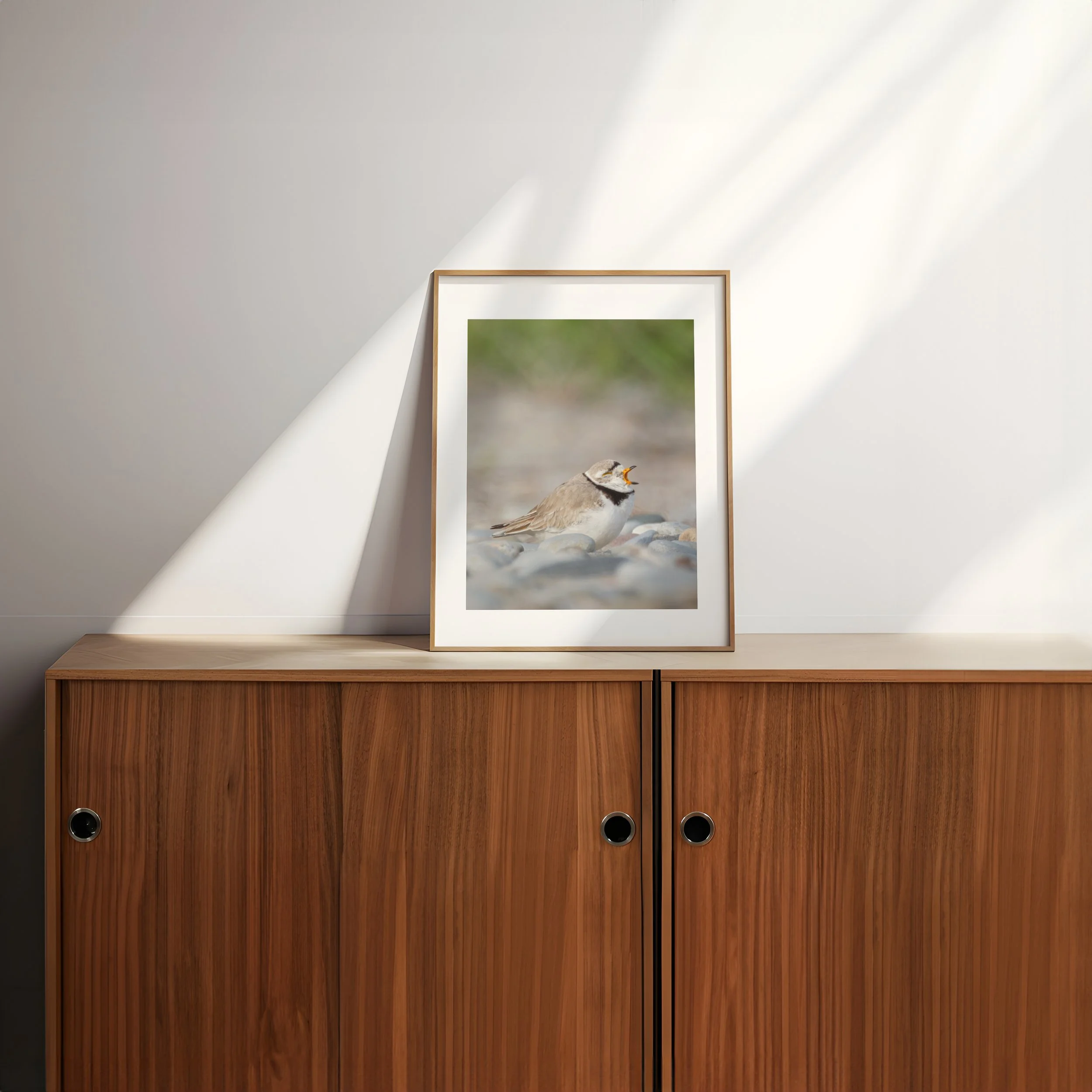 Yawning-Piping-Plover_4x5-frame-wooden-credenza-sunlight-0171 - SingleSmartObject.jpg
