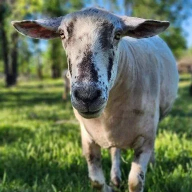 Franklin