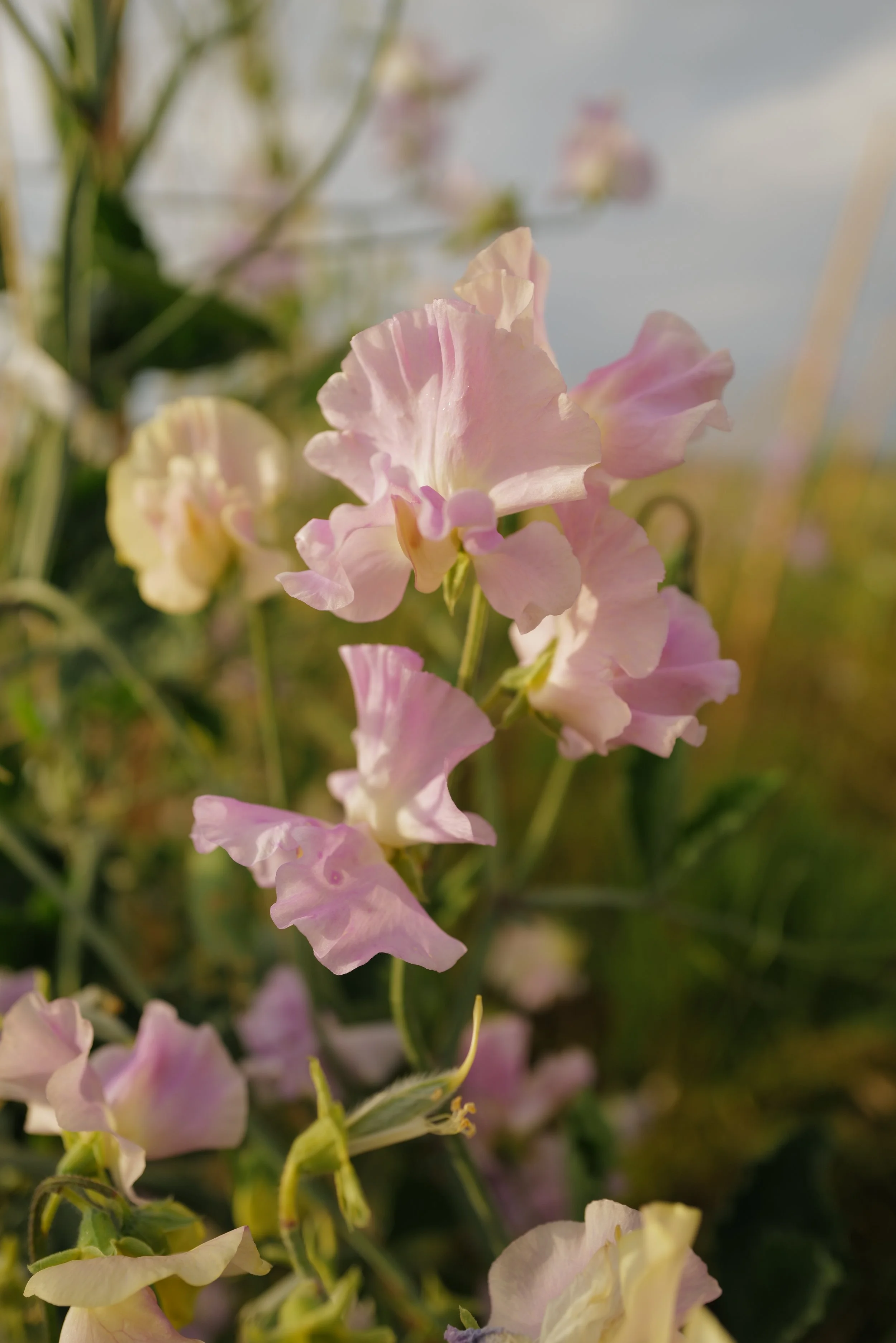 Sweet Pea Gerry Cullinan