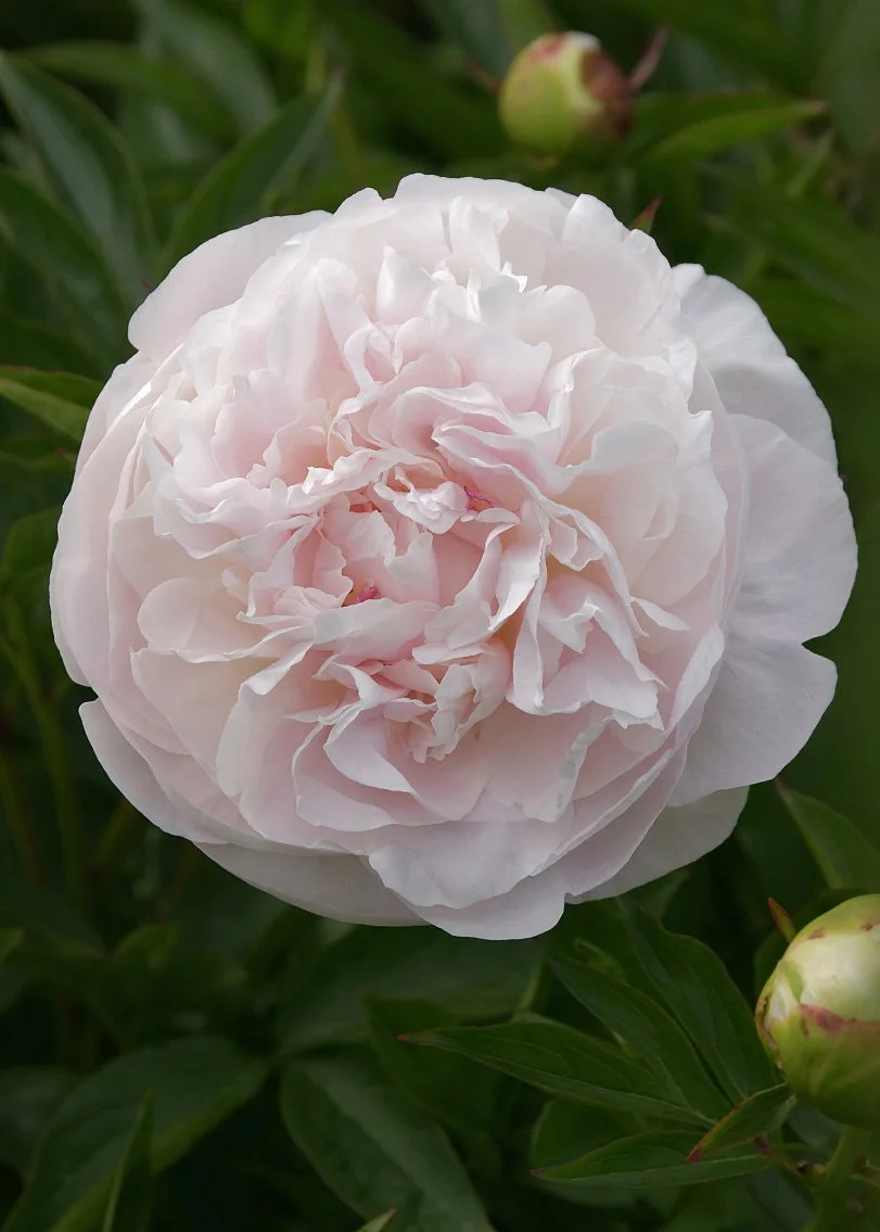 Peony-Lactiflora-Mother-s-Choice-5575.jpg